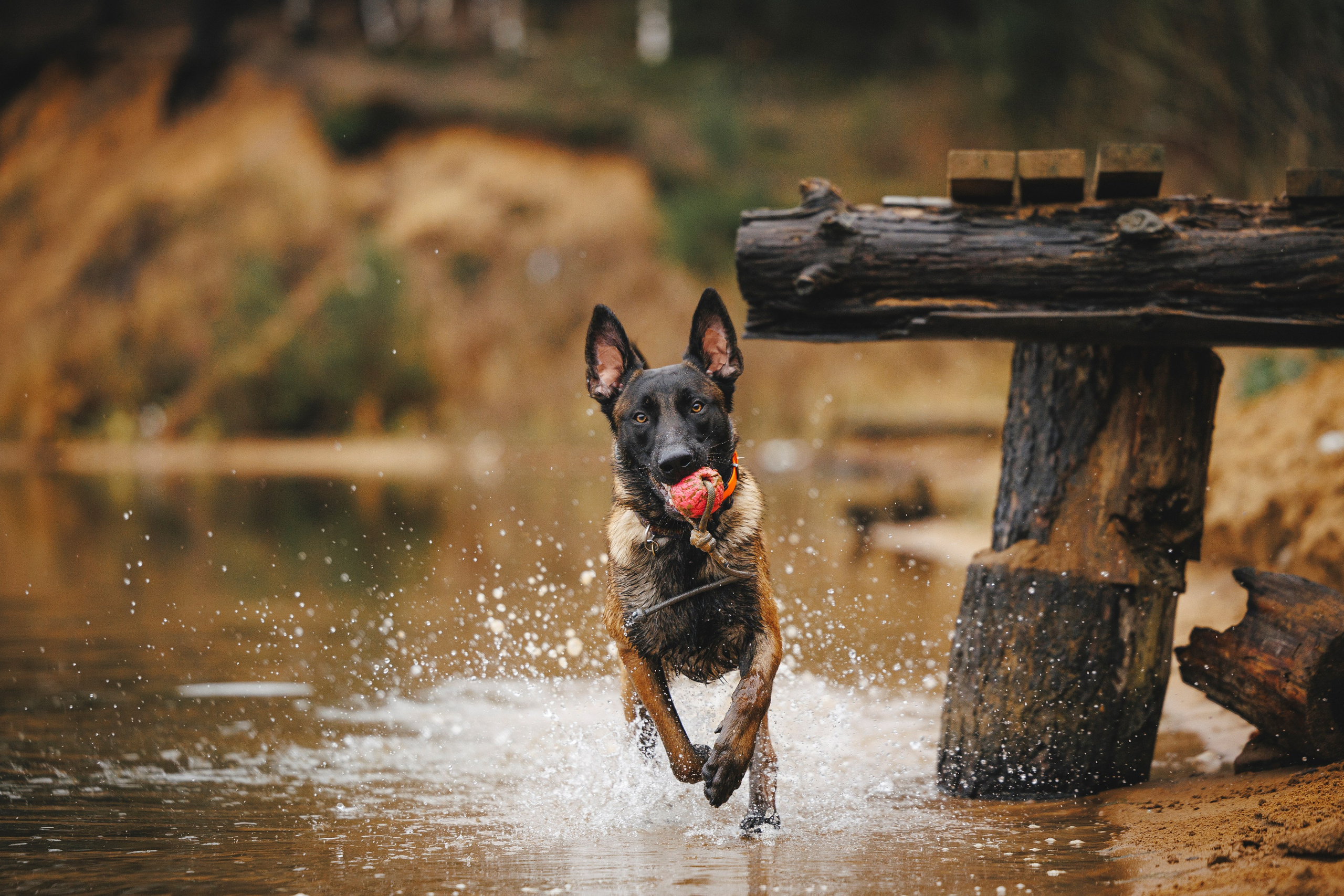 Омен, Айс и Рицу. Фотограф-анималист Анна Маринич