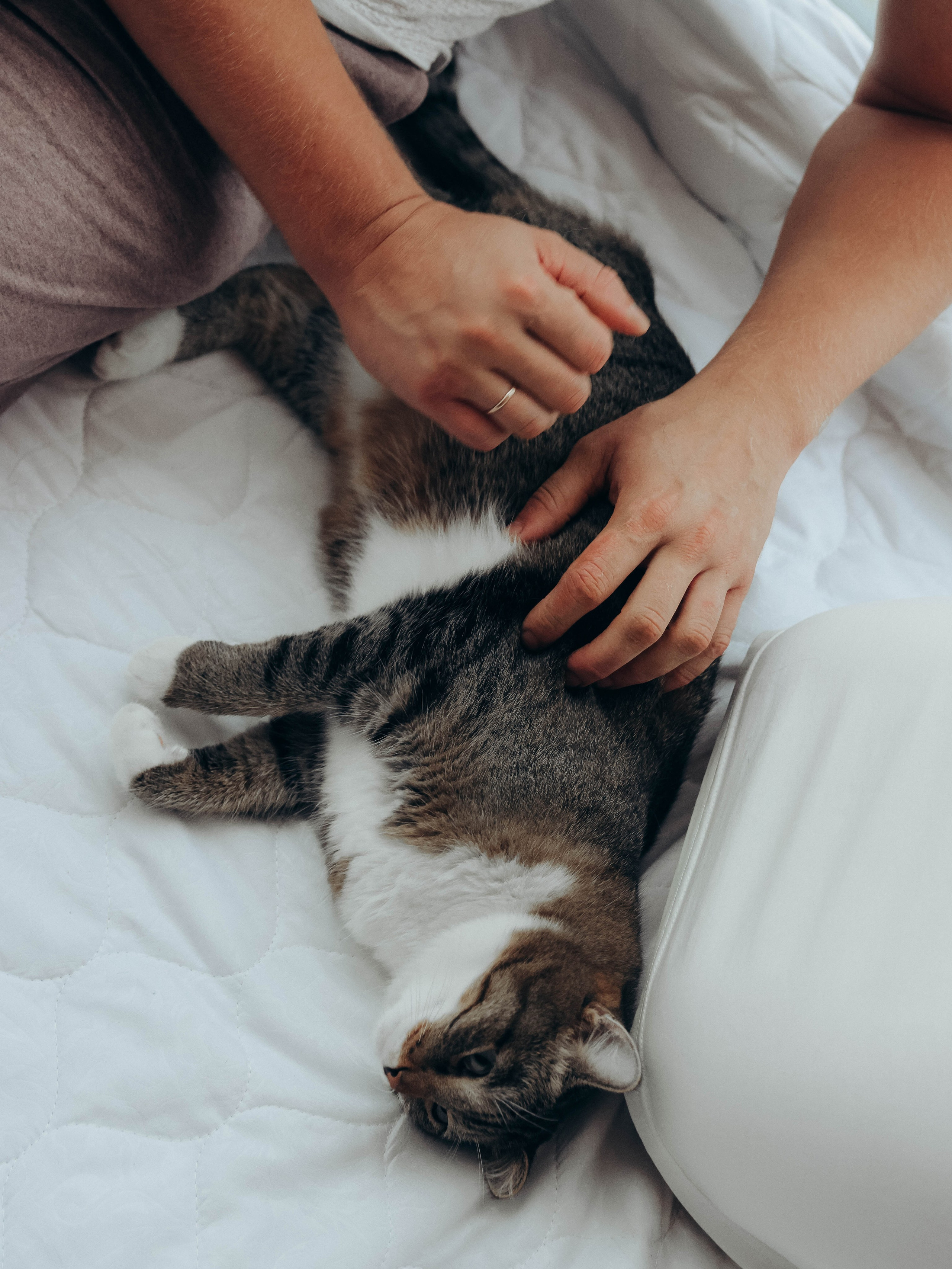 Любовь и котики. Мультифотограф Динара Ахмедзянова