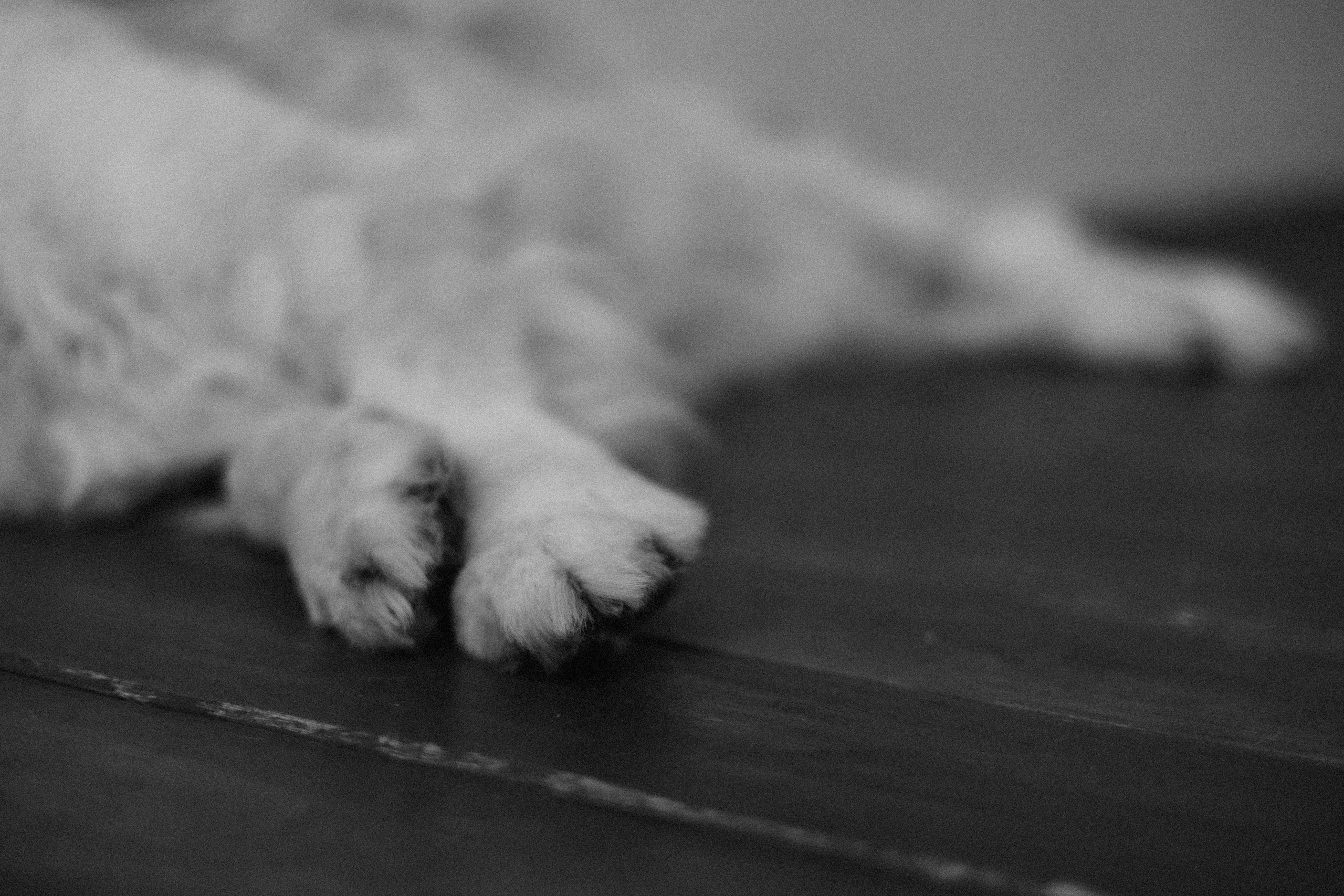 Ирина и Луна. Фотограф — Анималист | Санкт-Петербург