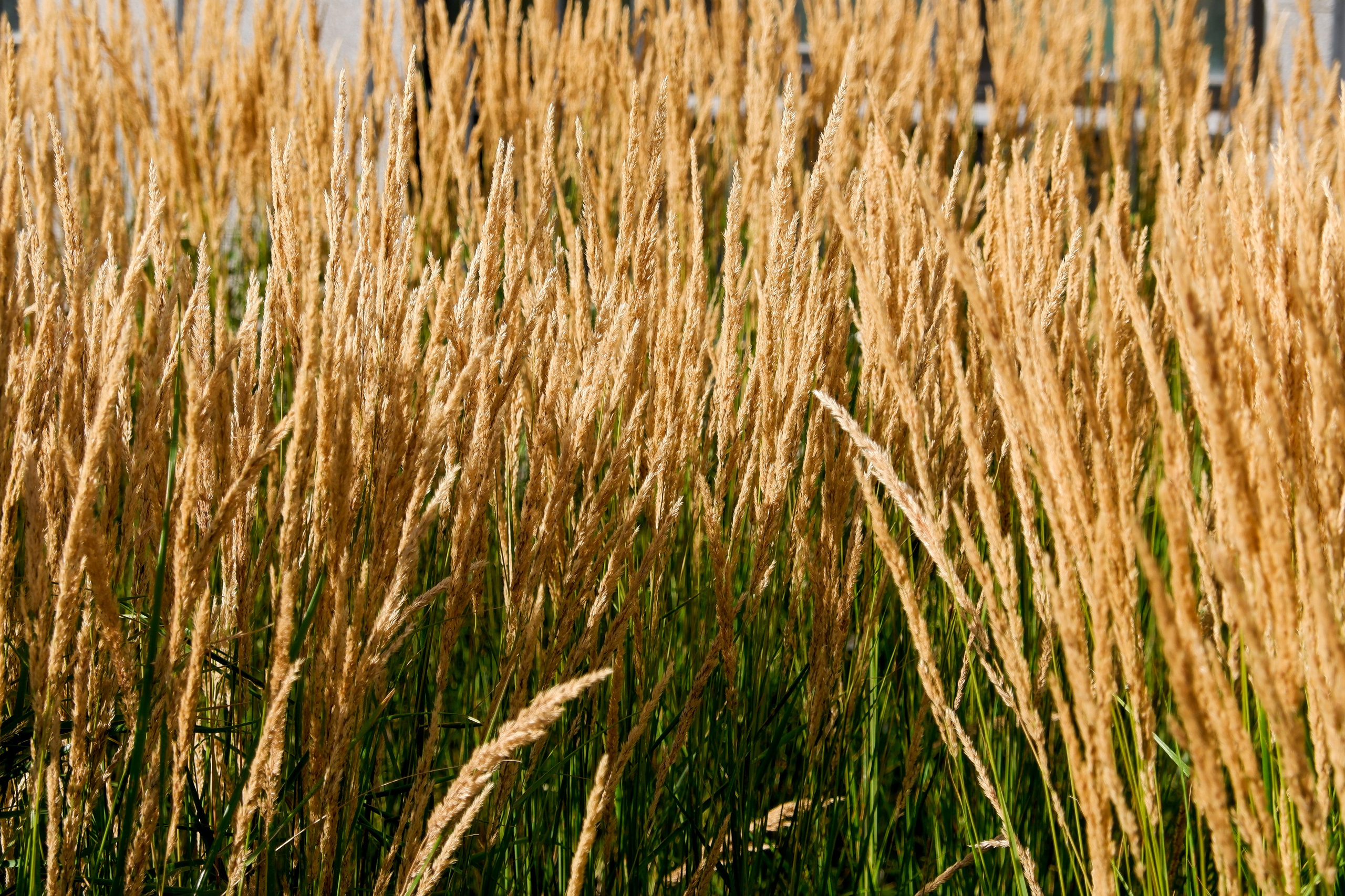 Жилой комплекс «Голландия». Михаил Мулач | Архитектурный фотограф