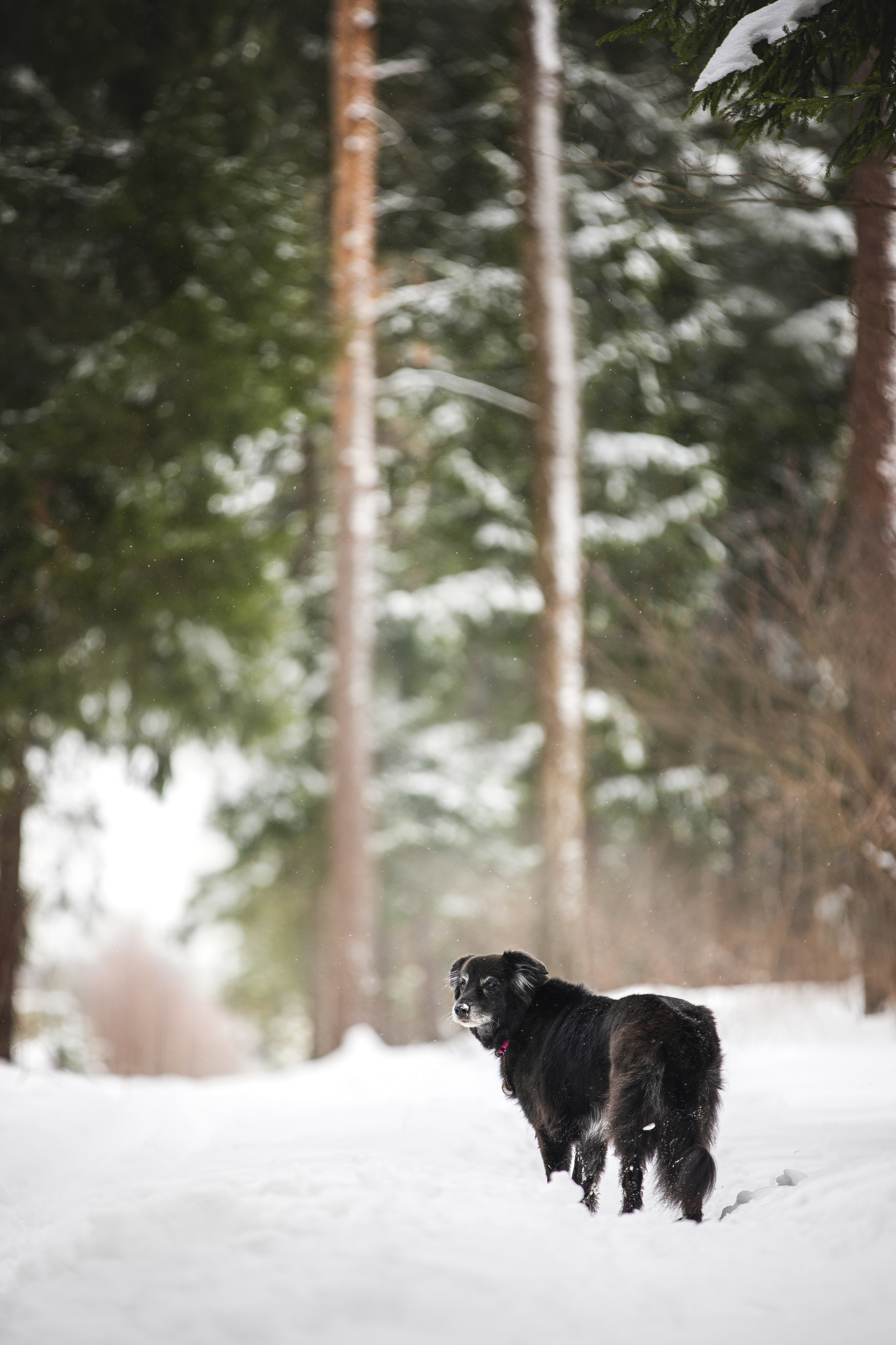 Валя, Варя и Лада. Фотограф анималист в Москве Майорова Евгения