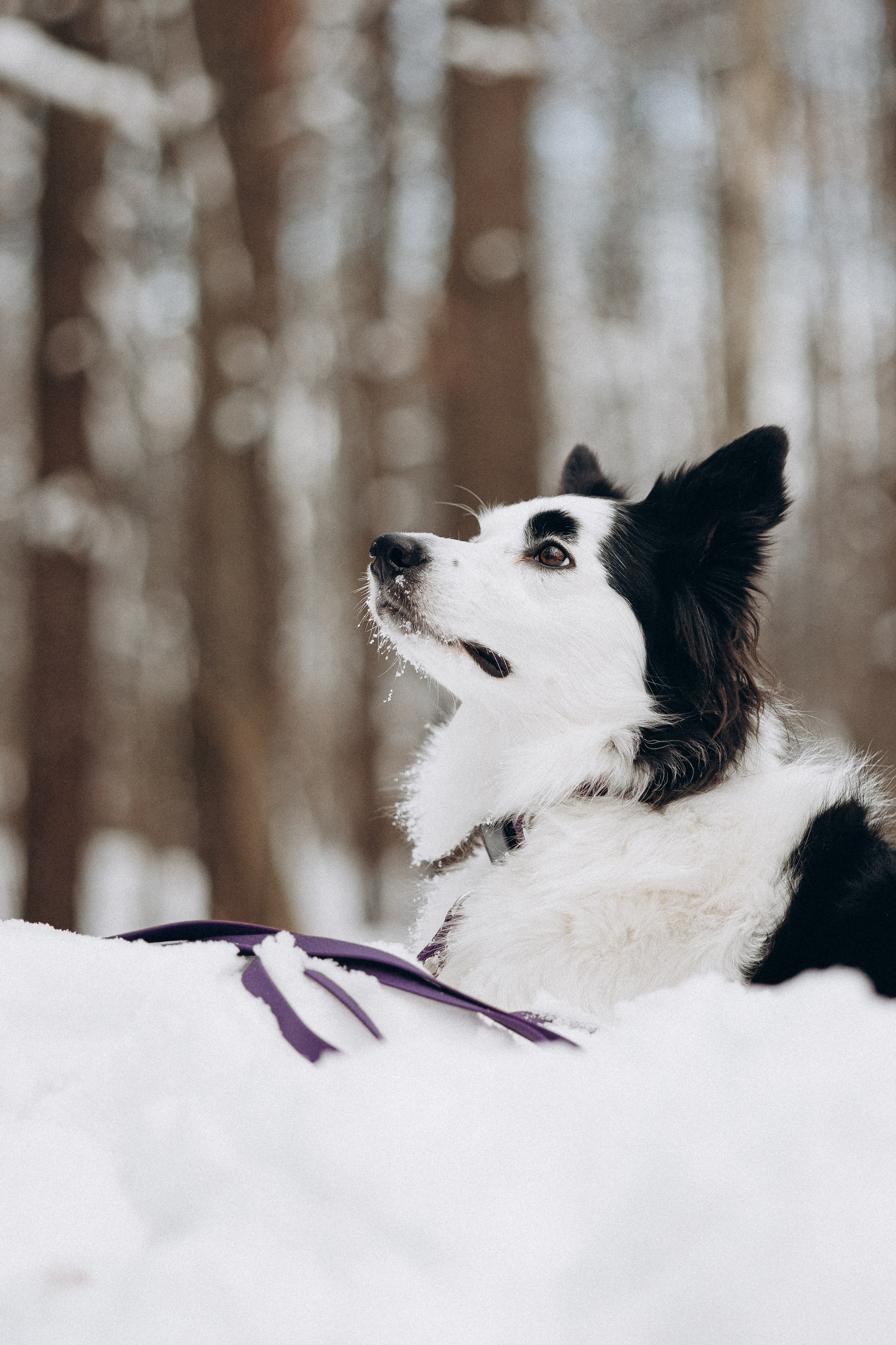 Амуниция «Бобик» 2. Фотораф — анималист Мария Шистка