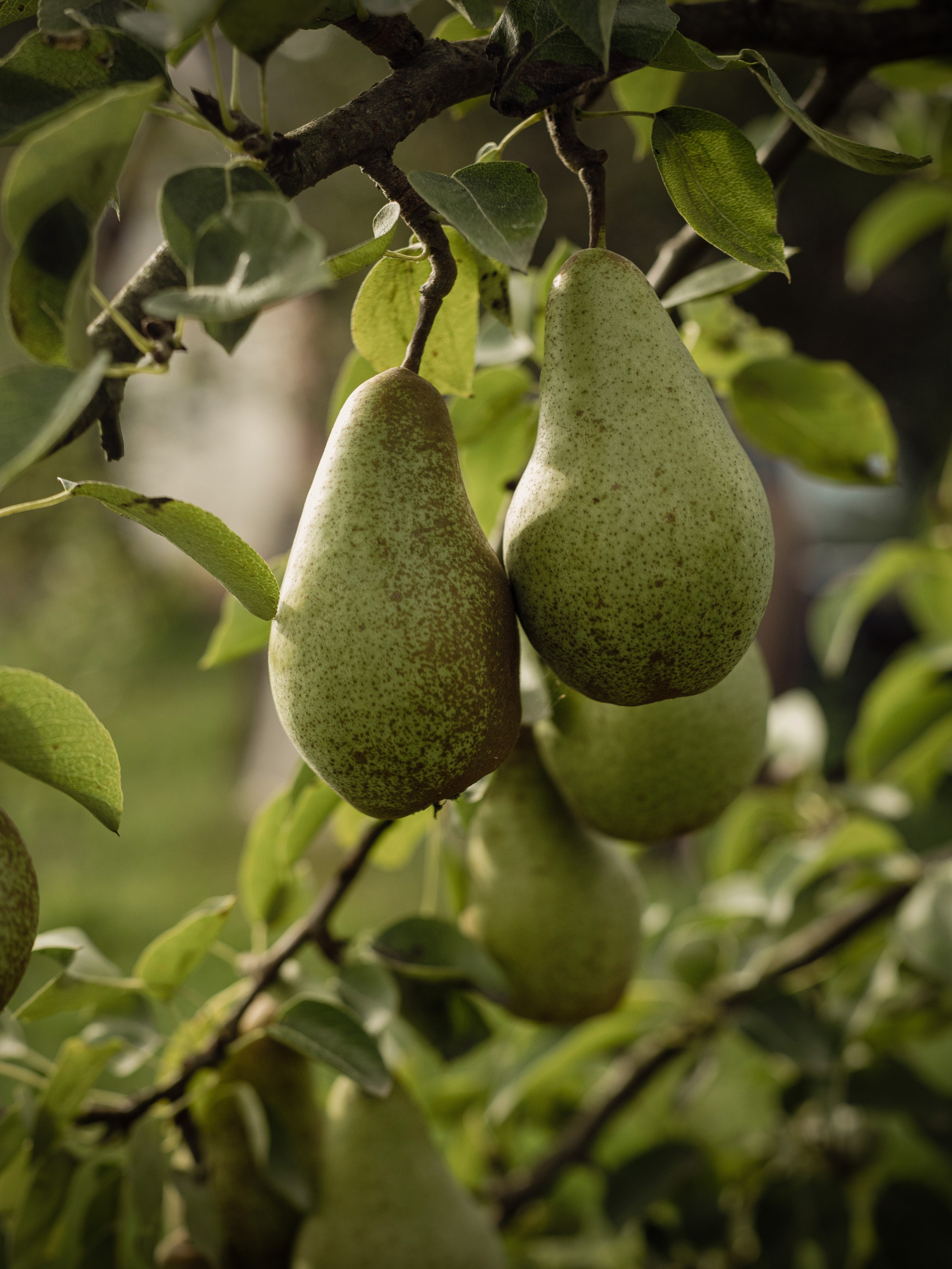 В деревне. Портретный фотограф в Калининграде Алеся Раух