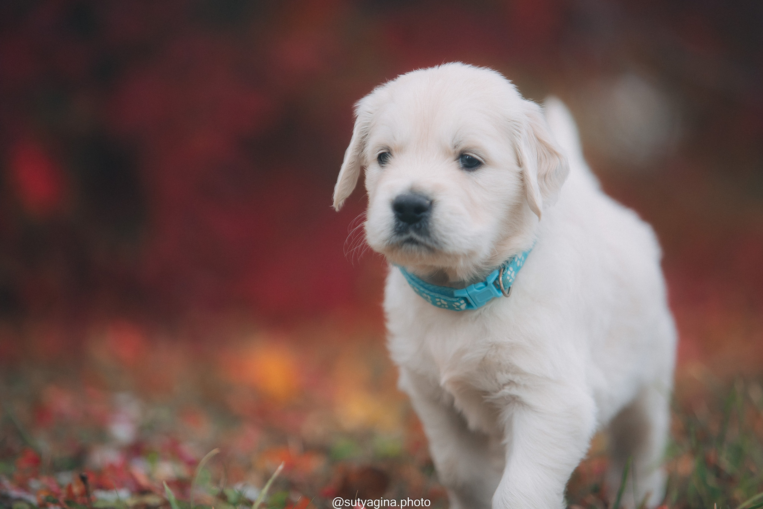 Голубой ошейник. Свадебный и женский фотограф