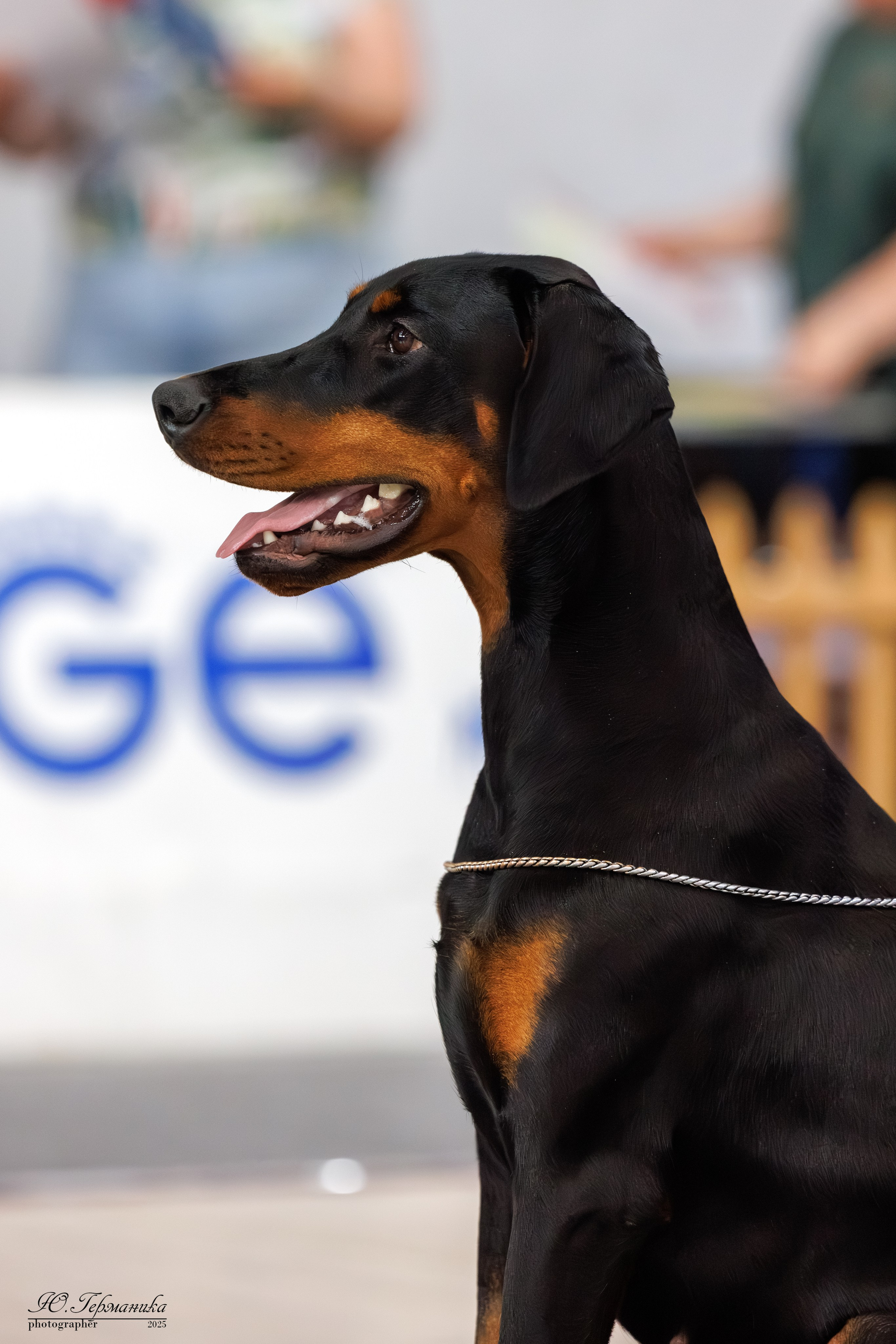 Ереван 2х CACIB 29-30.04.2025. Фотограф-анималист Юлия Германика