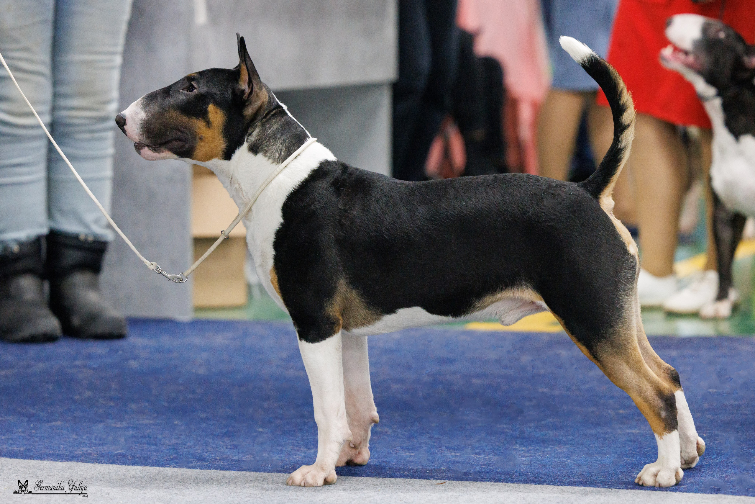 Сфера 28.01. и 4.02.2024. Фотограф-анималист Юлия Германика