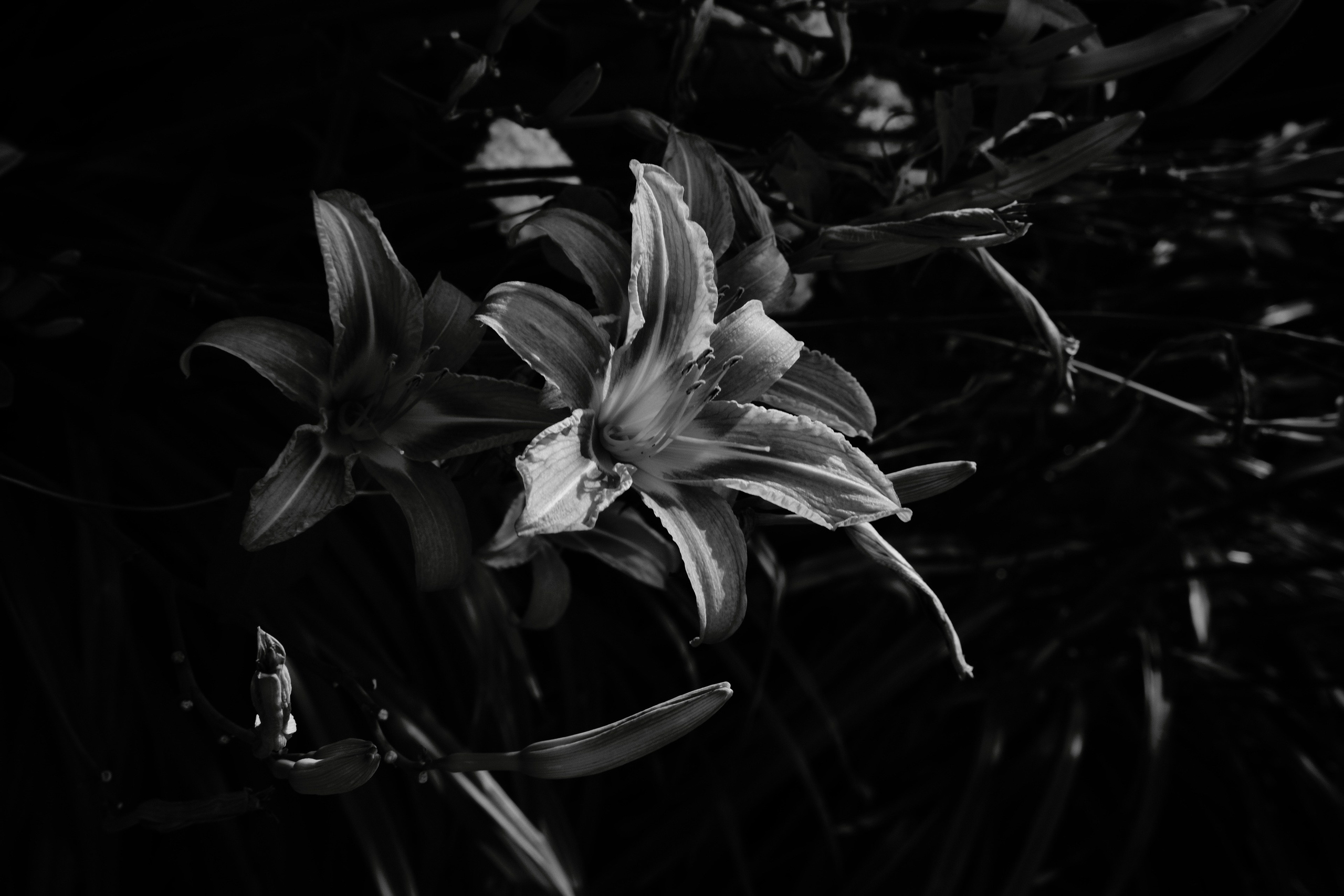 Природа. Фотограф Маргана Лоция