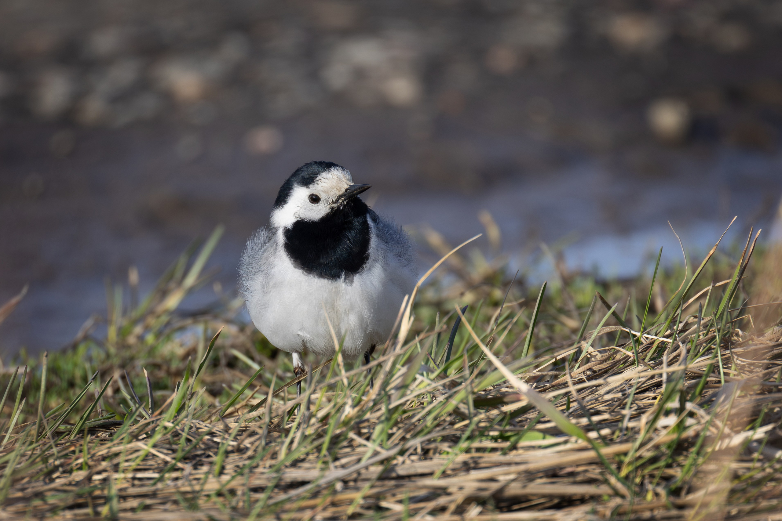 Птицы СНТ «Подлесье». Птицы парков г. Люберцы