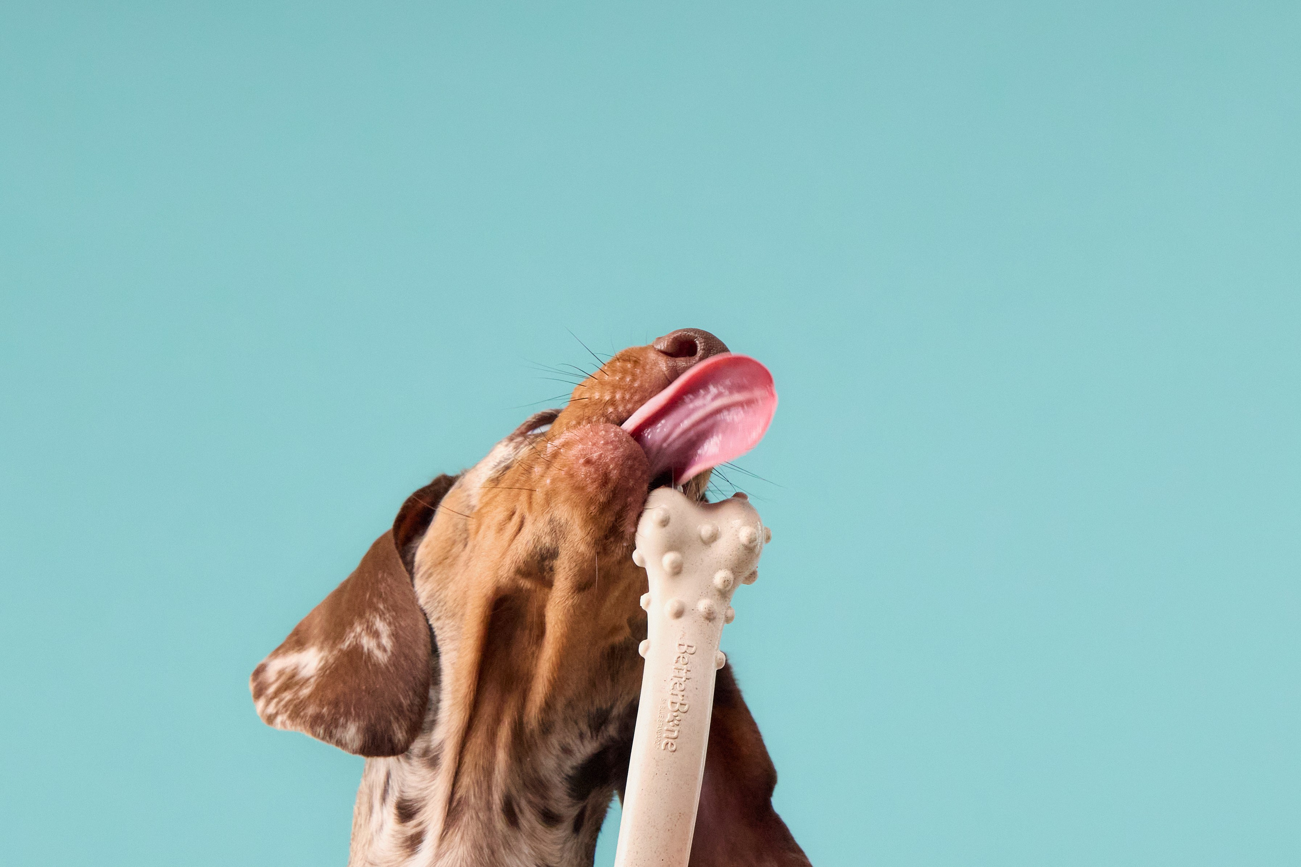 Commercial photography. Фотограф-анималист Аверьянова Анна — Художественная фотосъёмка собак