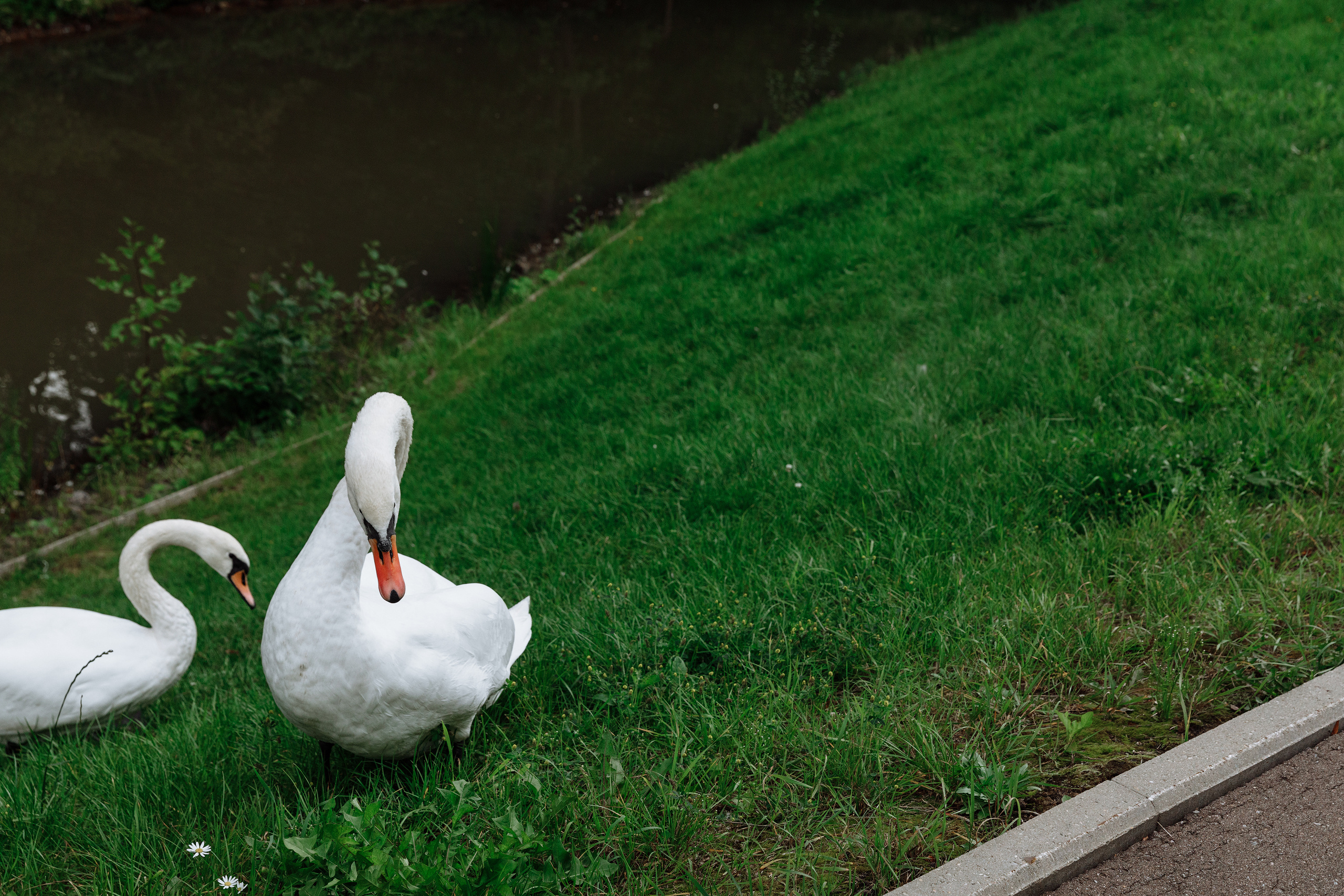 Свадьба Максима и Юли. Анонс