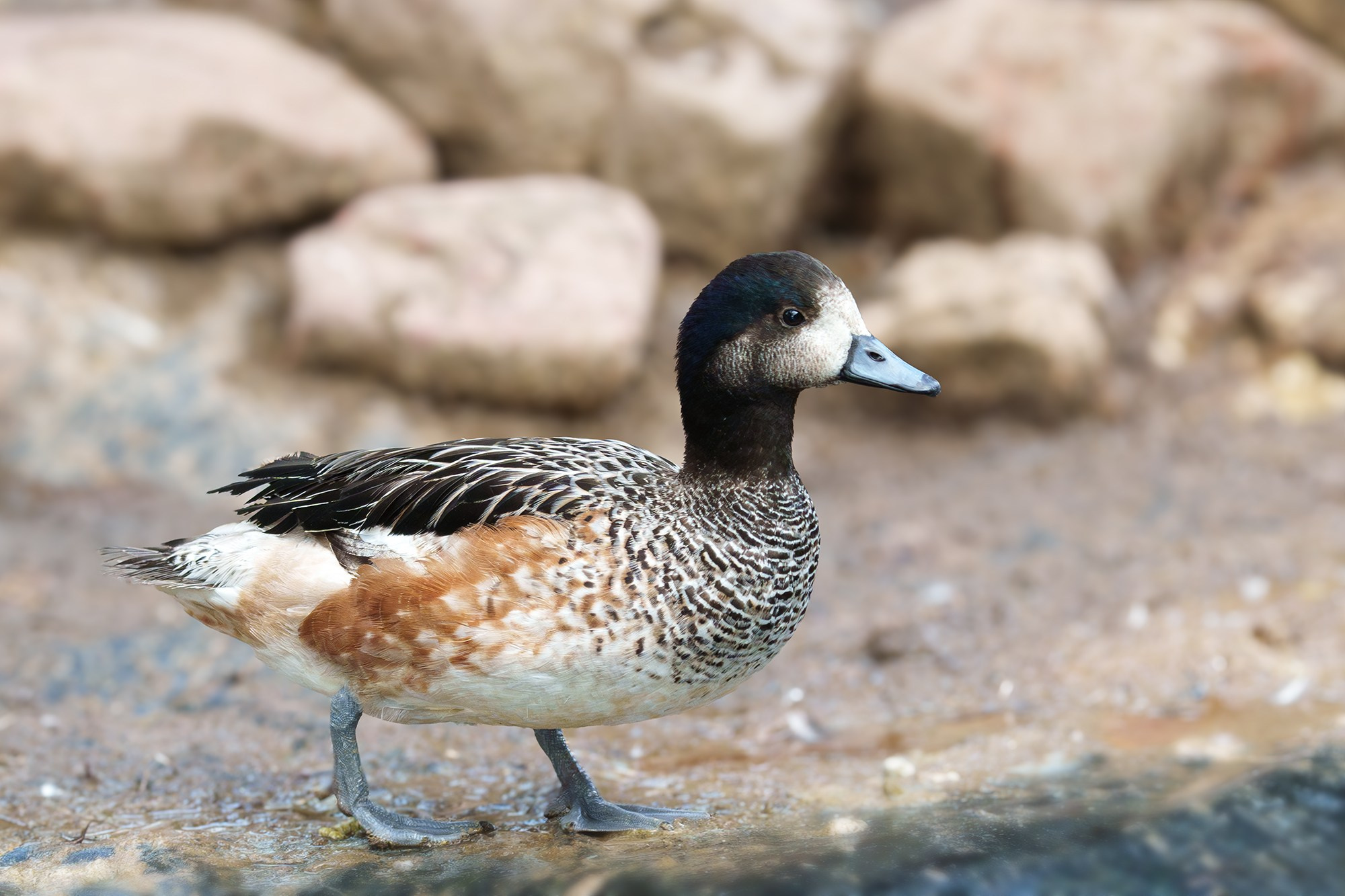 Удивительные мир птиц. Вокруг нас столько прекрасного — присмотритесь!. Ваш личный фотограф Марина Волкова