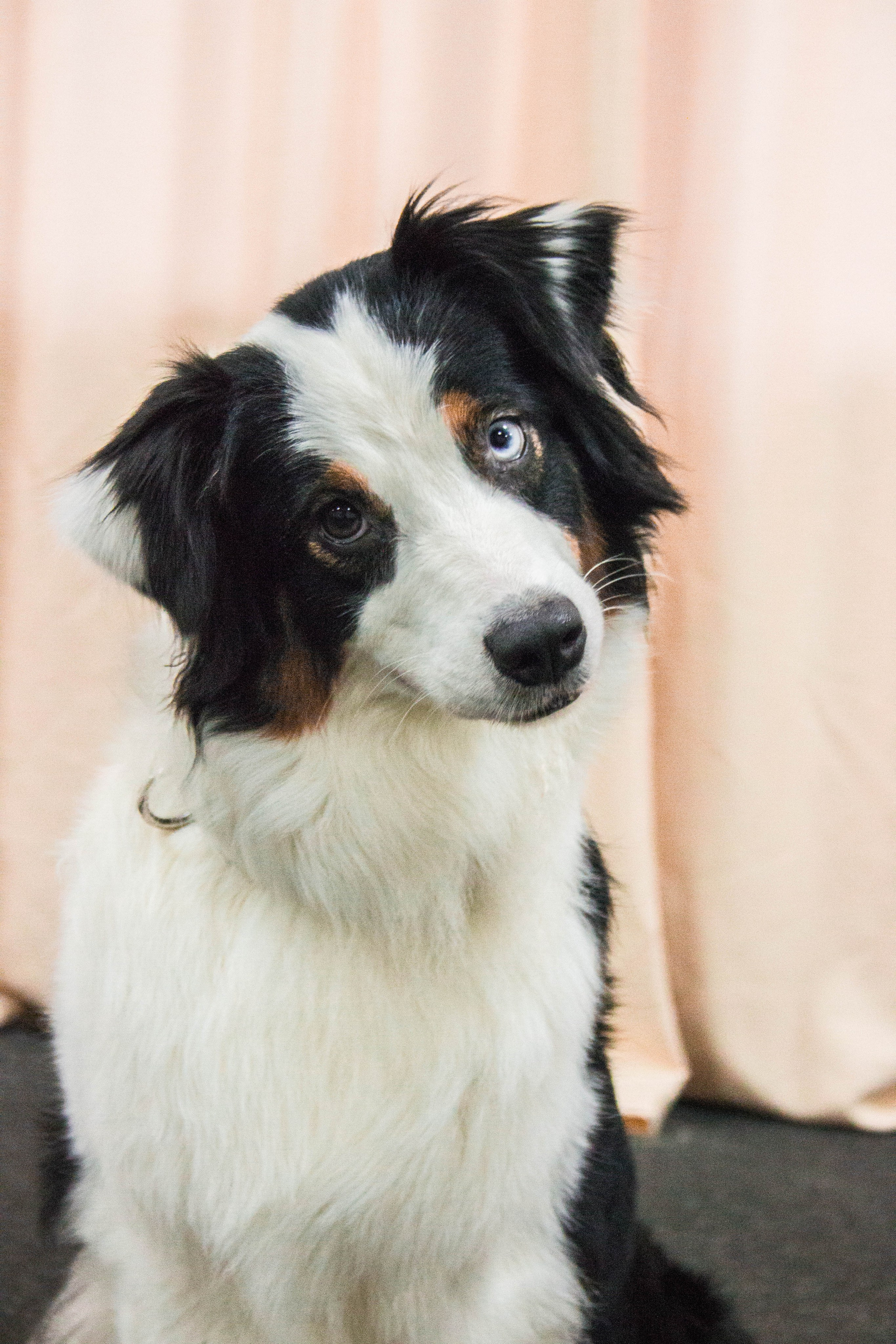 Синдра. BLGKV питомник собак