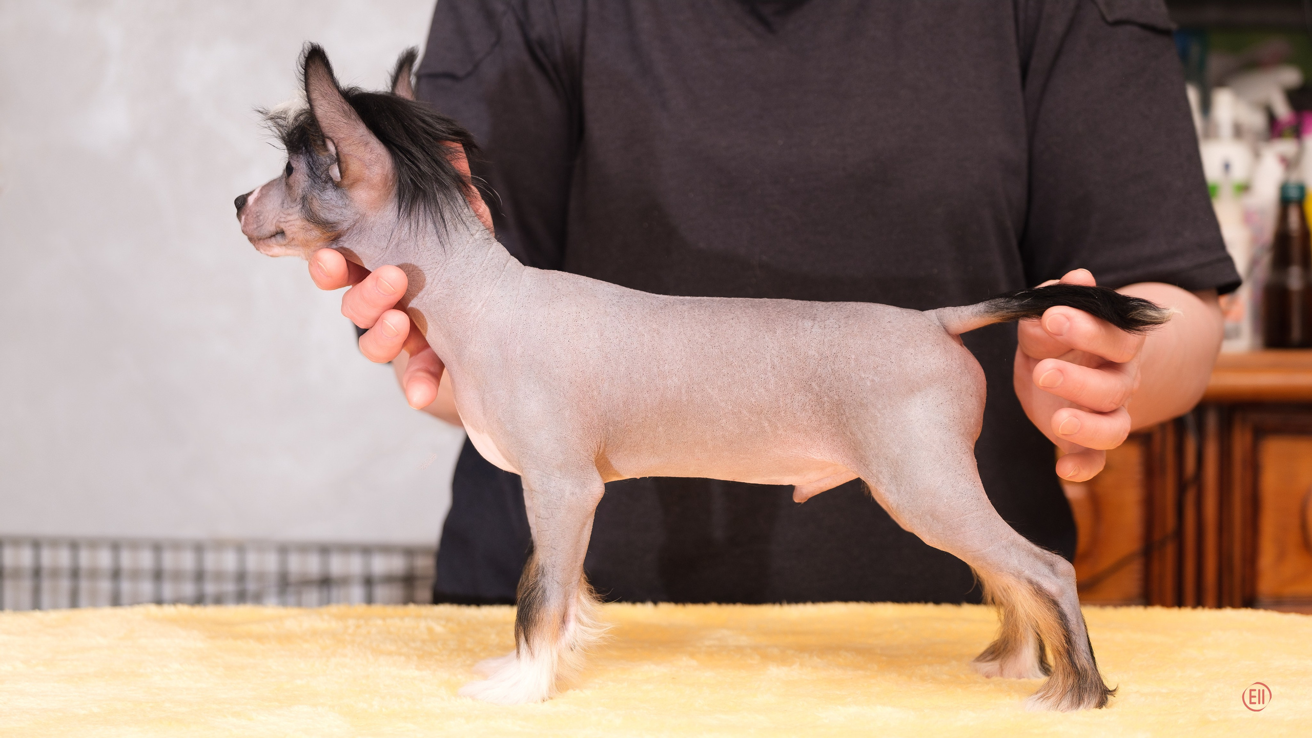 Помёт V. Фотосессия 2. 28.04.2024. Фотограф в Москве