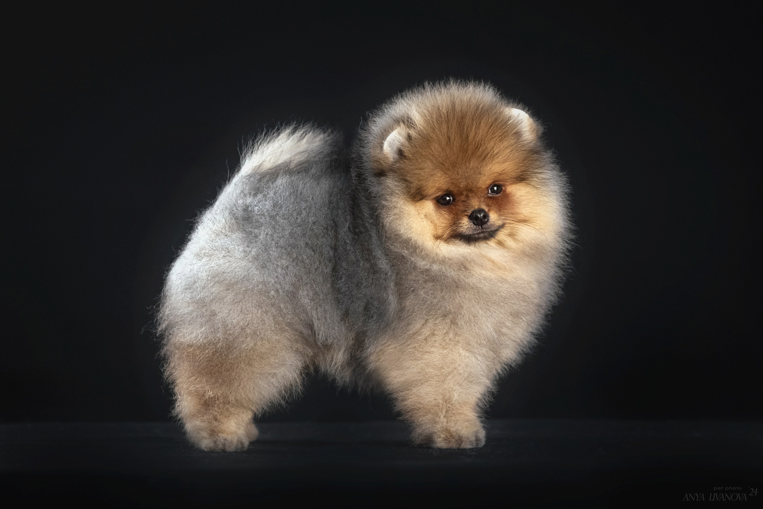 Шпицы. Фотограф анималист Аня Ливанова | Рыбинск