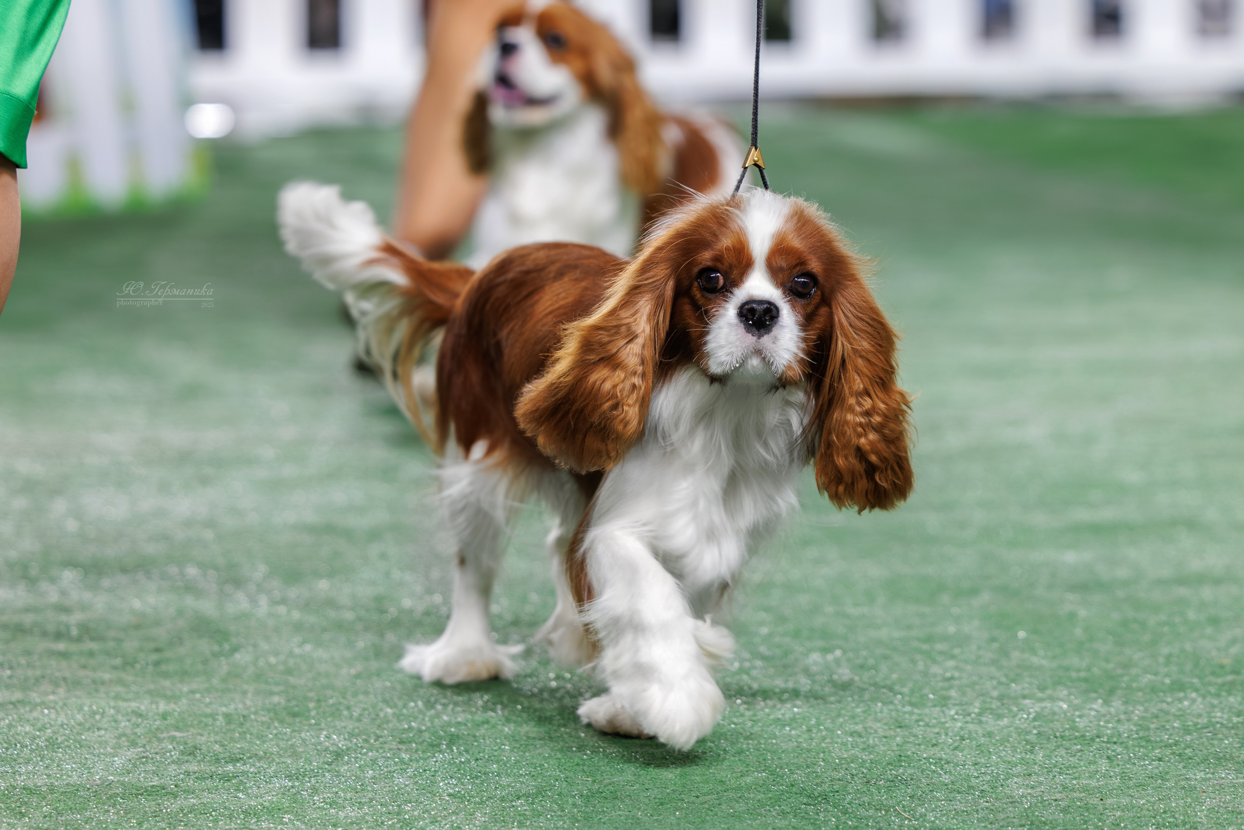 Телави 11-12.10.2025. Фотограф-анималист Юлия Германика