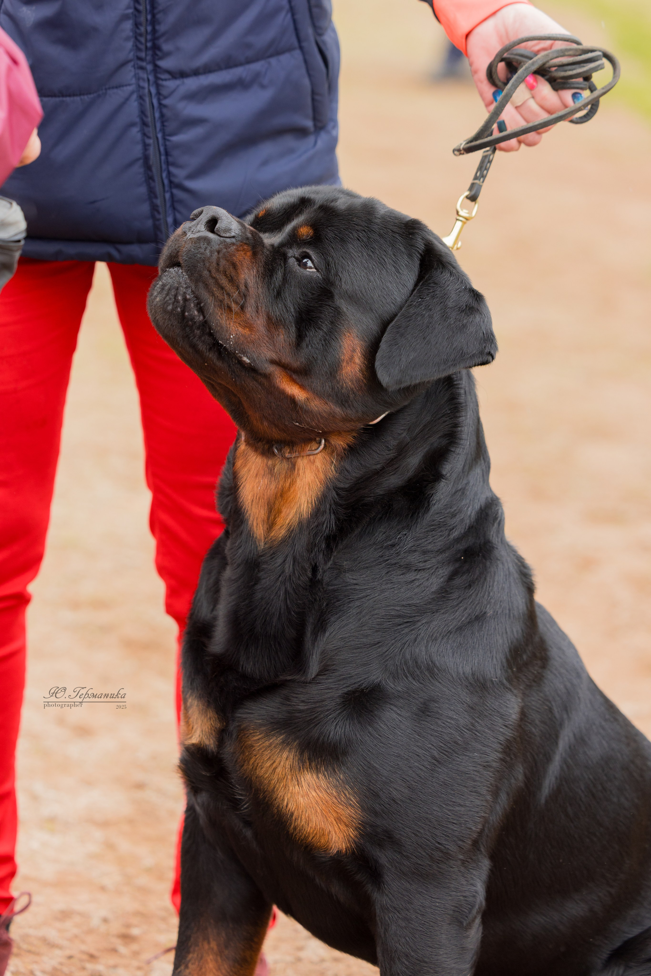 Тверь ротвейлеры 5-6.07.2025. Фотограф-анималист Юлия Германика