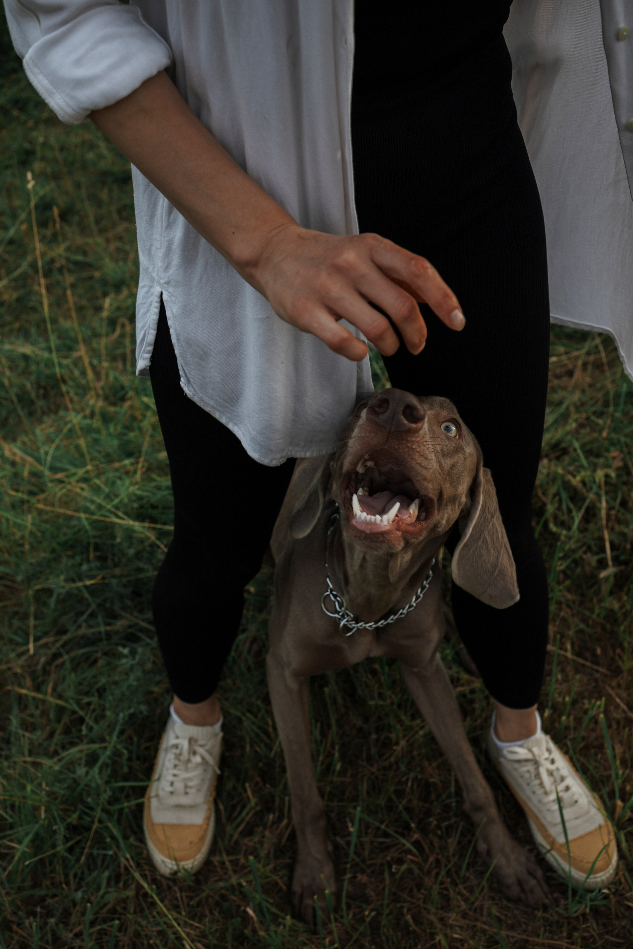 Маргарита и веймаранеры. Фотограф-анималист в Санкт-Петеребурге Титова Алиса