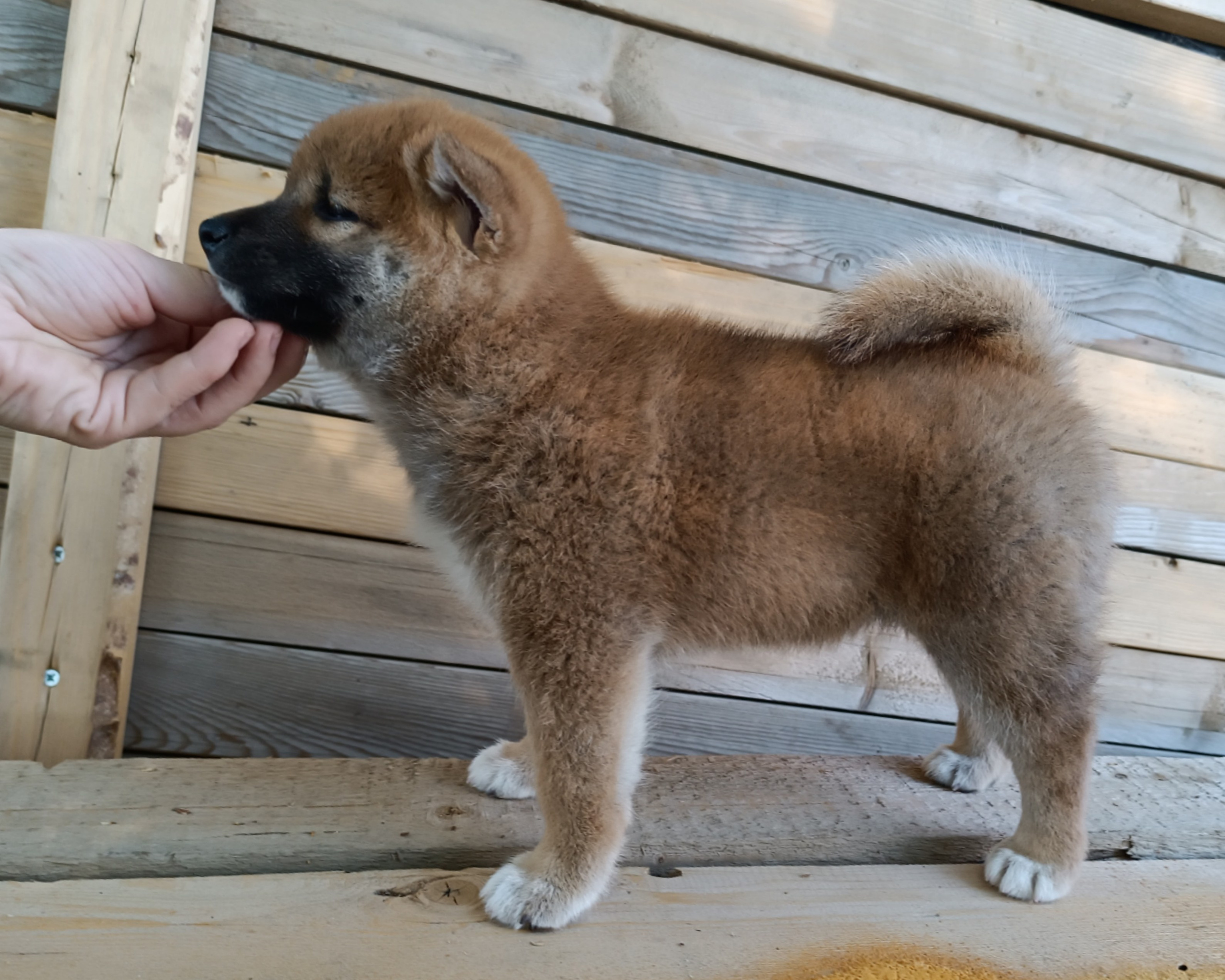 сиба питомник Рубилайт щенки на продажу rubylight  сиба щенки купить СПб Санкт-Петербург