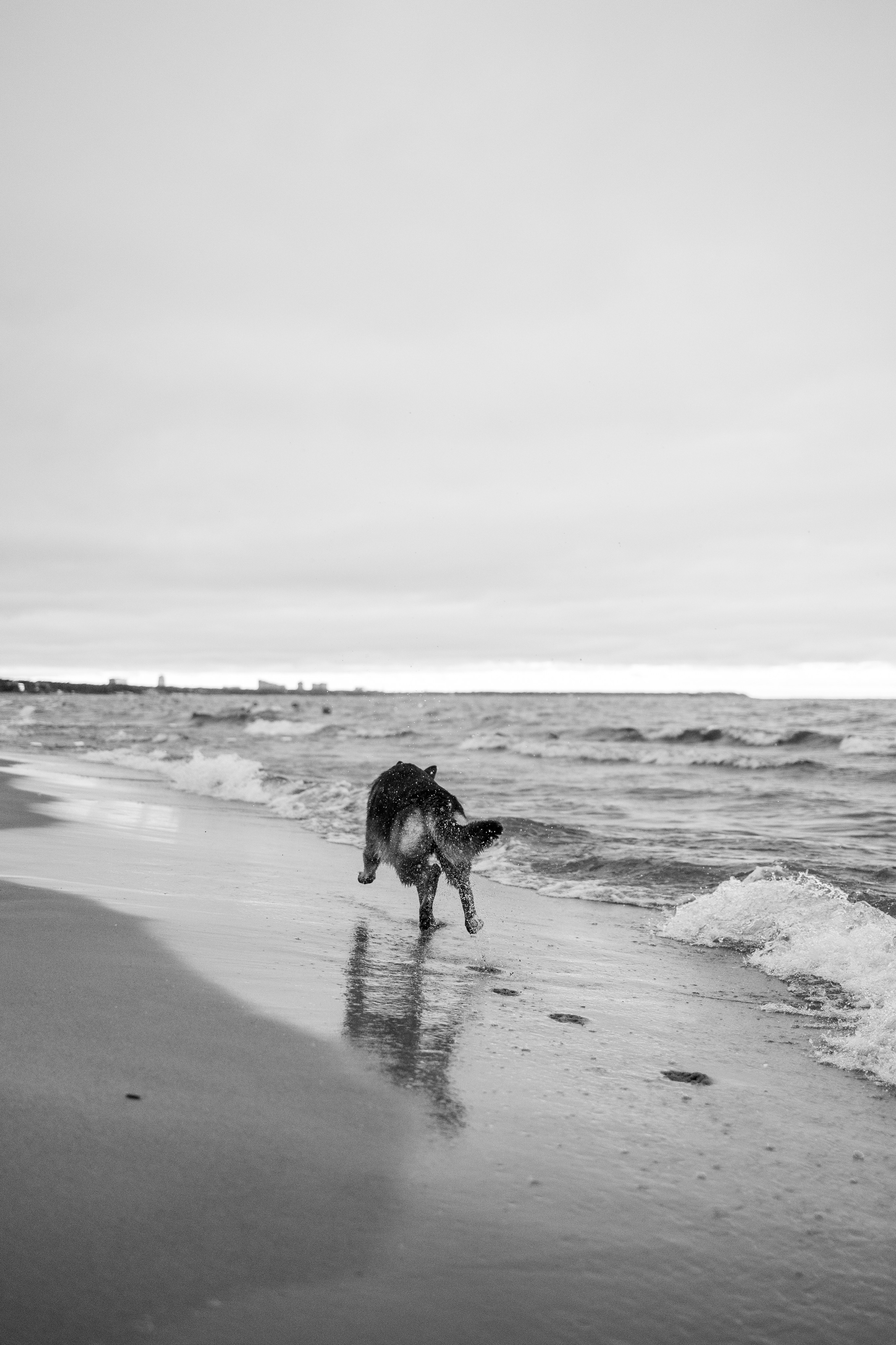 Катя и Агат. Фотограф — Анималист | Санкт-Петербург