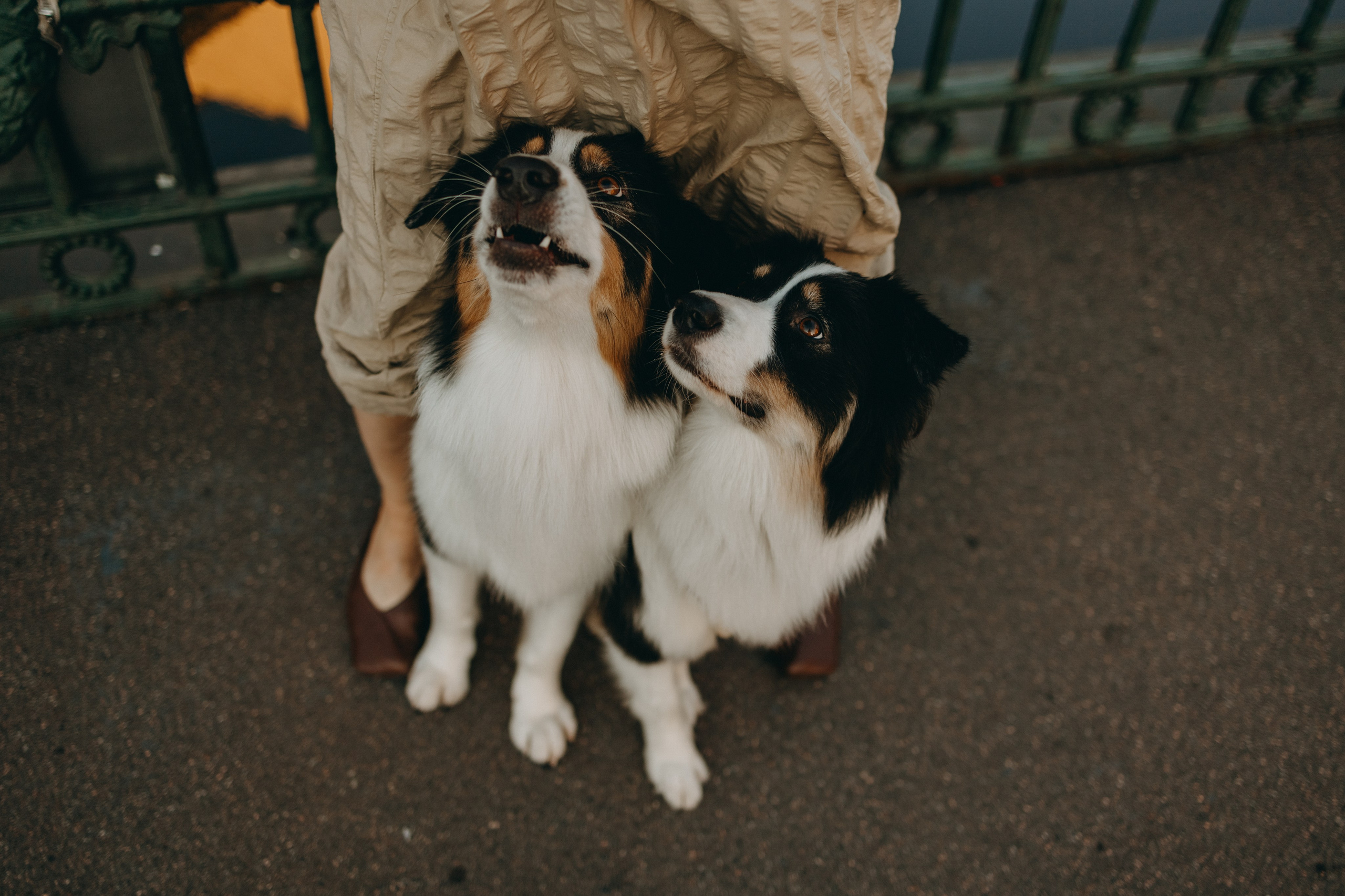 Катя и ее девочки. Фотограф — Анималист | Санкт-Петербург