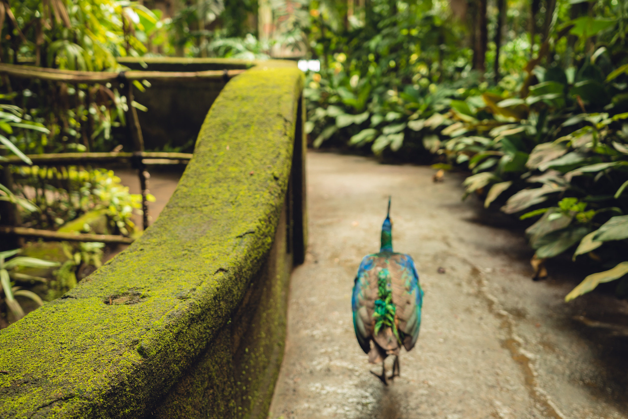 Бали. Фотографирую для себя, своей семьи и друзей!
