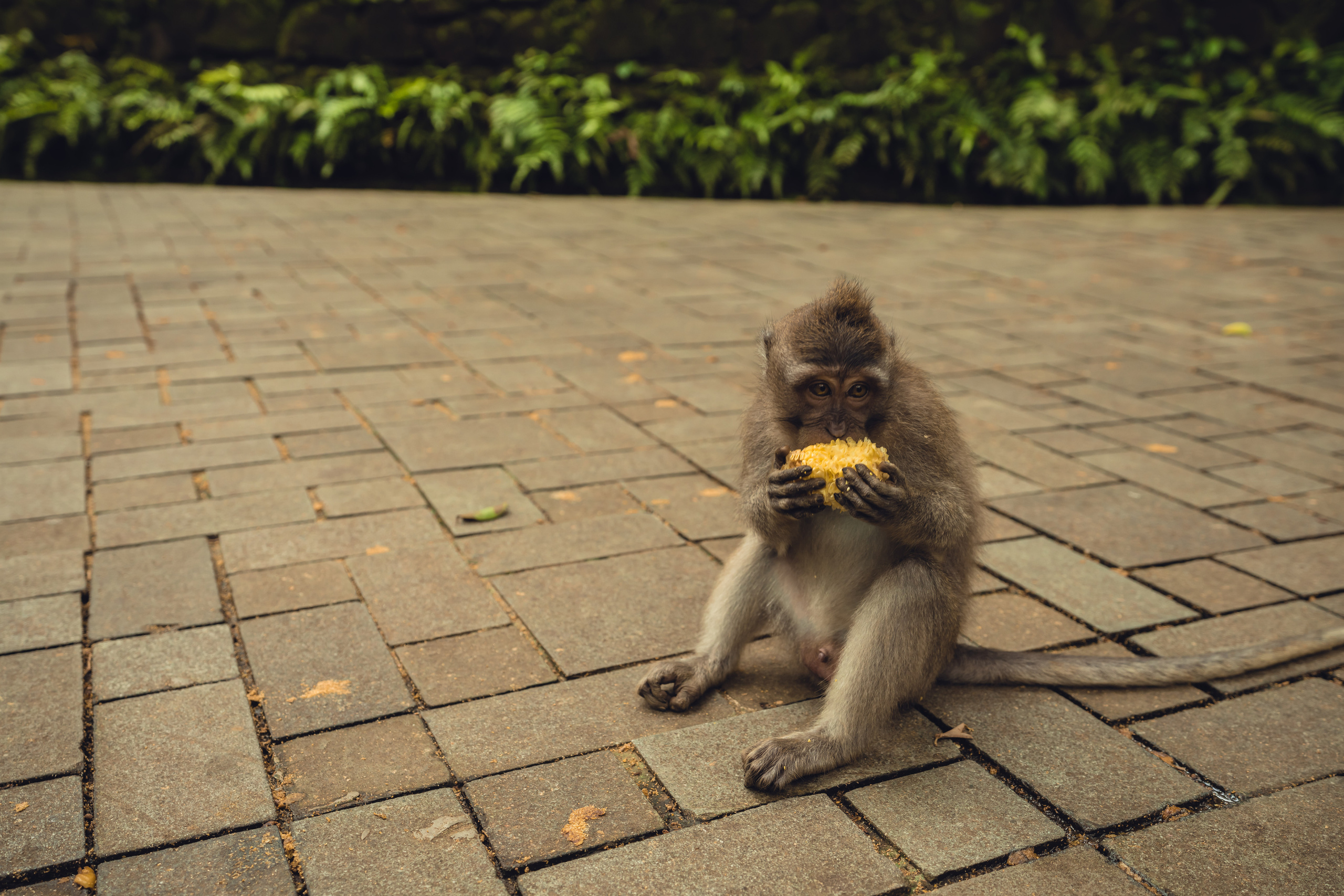 Бали. Фотографирую для себя, своей семьи и друзей!
