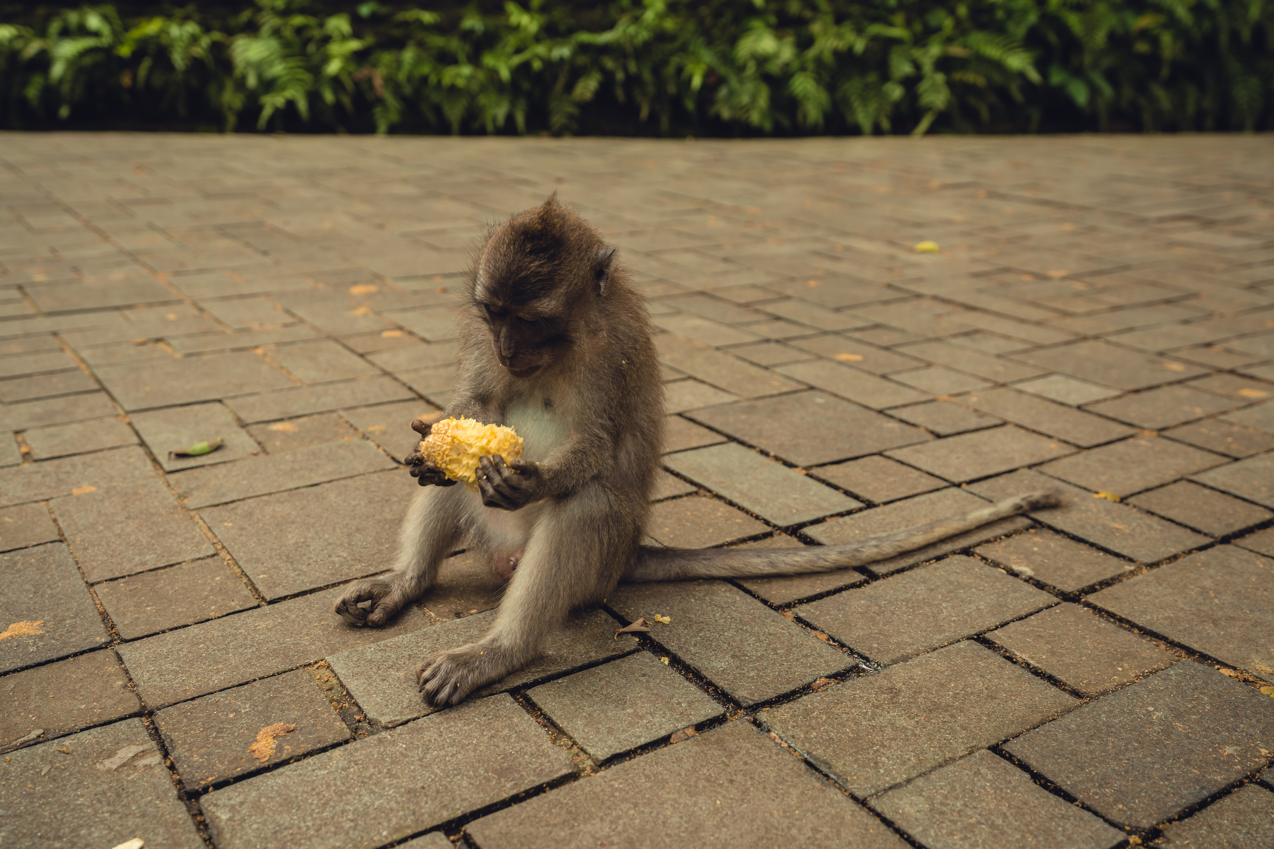 Бали. Фотографирую для себя, своей семьи и друзей!