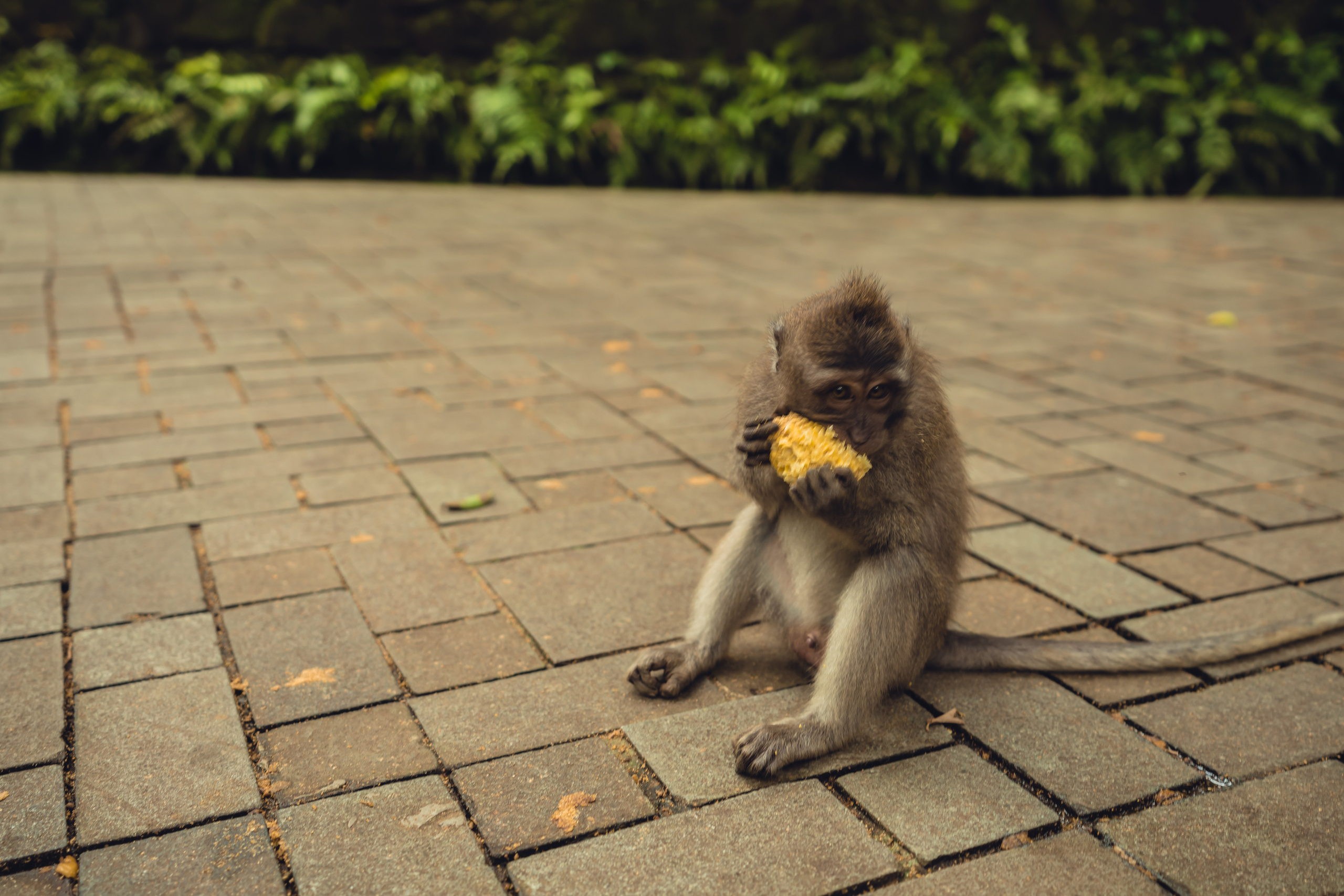 Бали. Фотографирую для себя, своей семьи и друзей!
