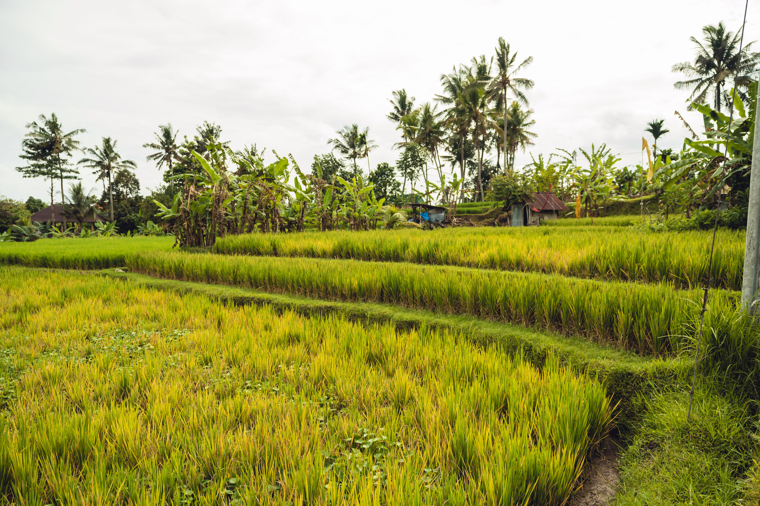 Бали. Фотографирую для себя, своей семьи и друзей!