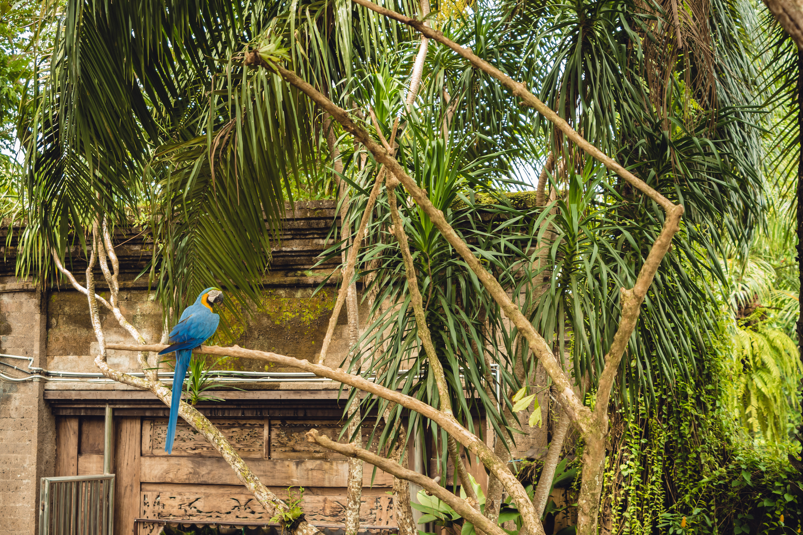 Бали. Фотографирую для себя, своей семьи и друзей!