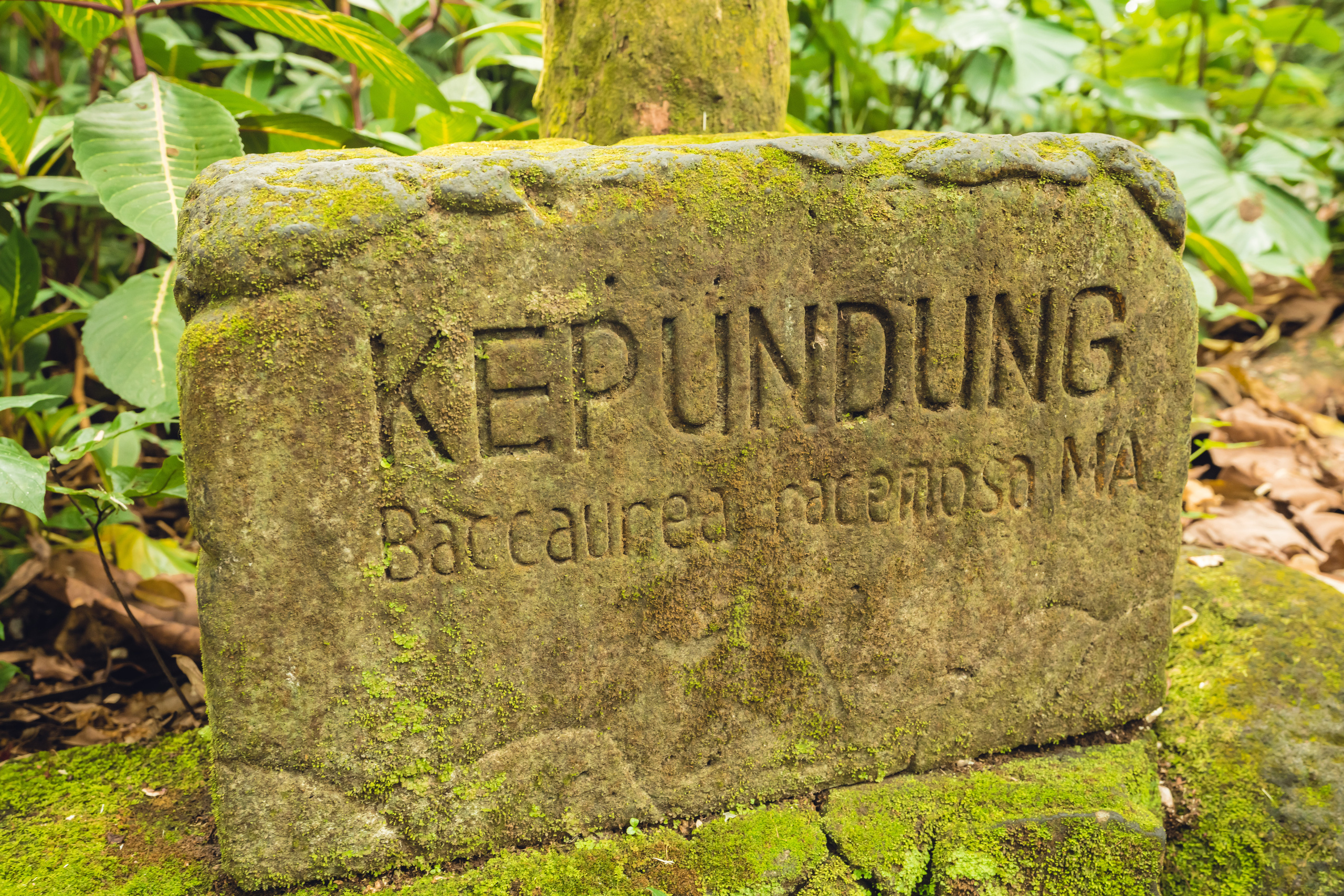 Бали. Фотографирую для себя, своей семьи и друзей!