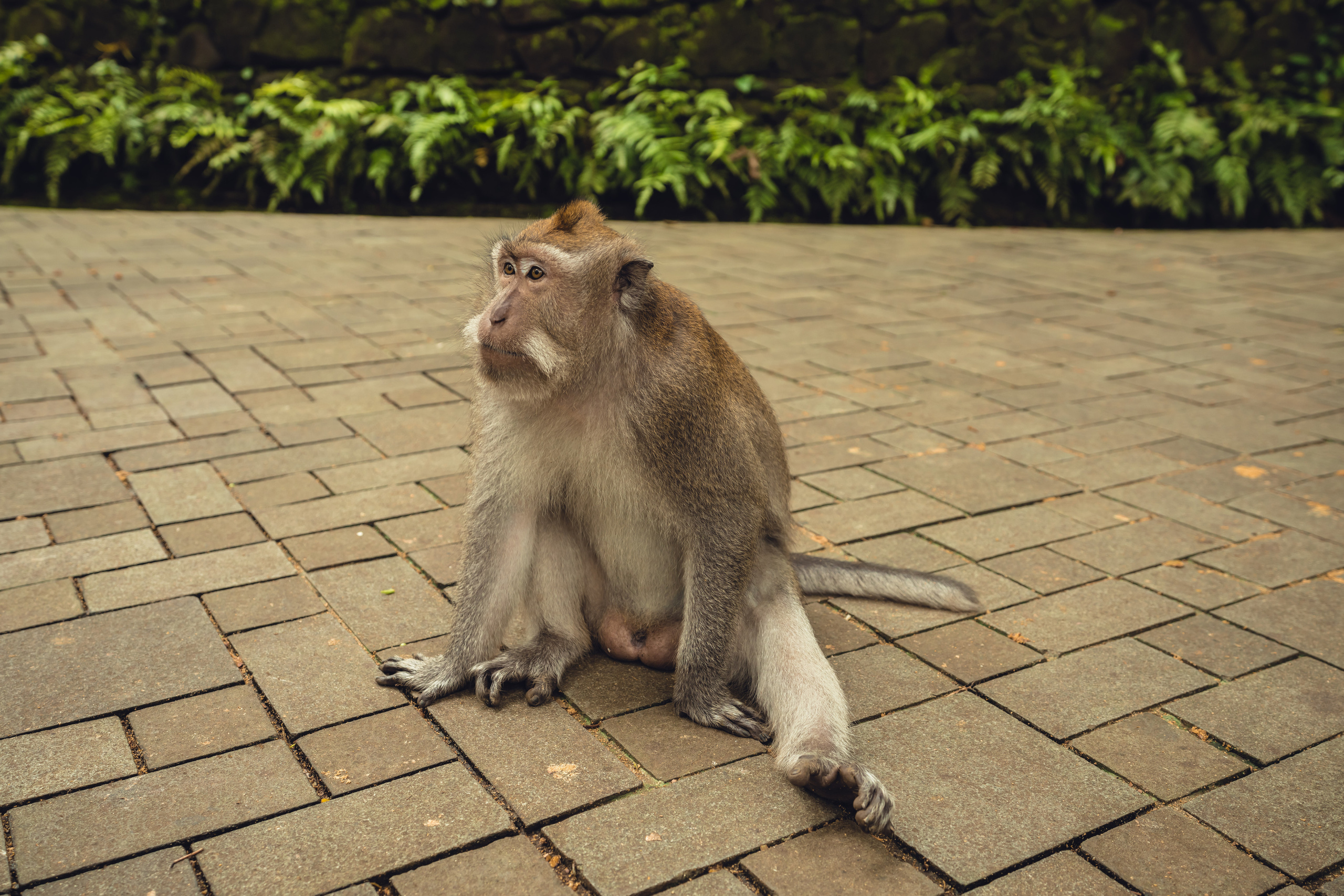 Бали. Фотографирую для себя, своей семьи и друзей!