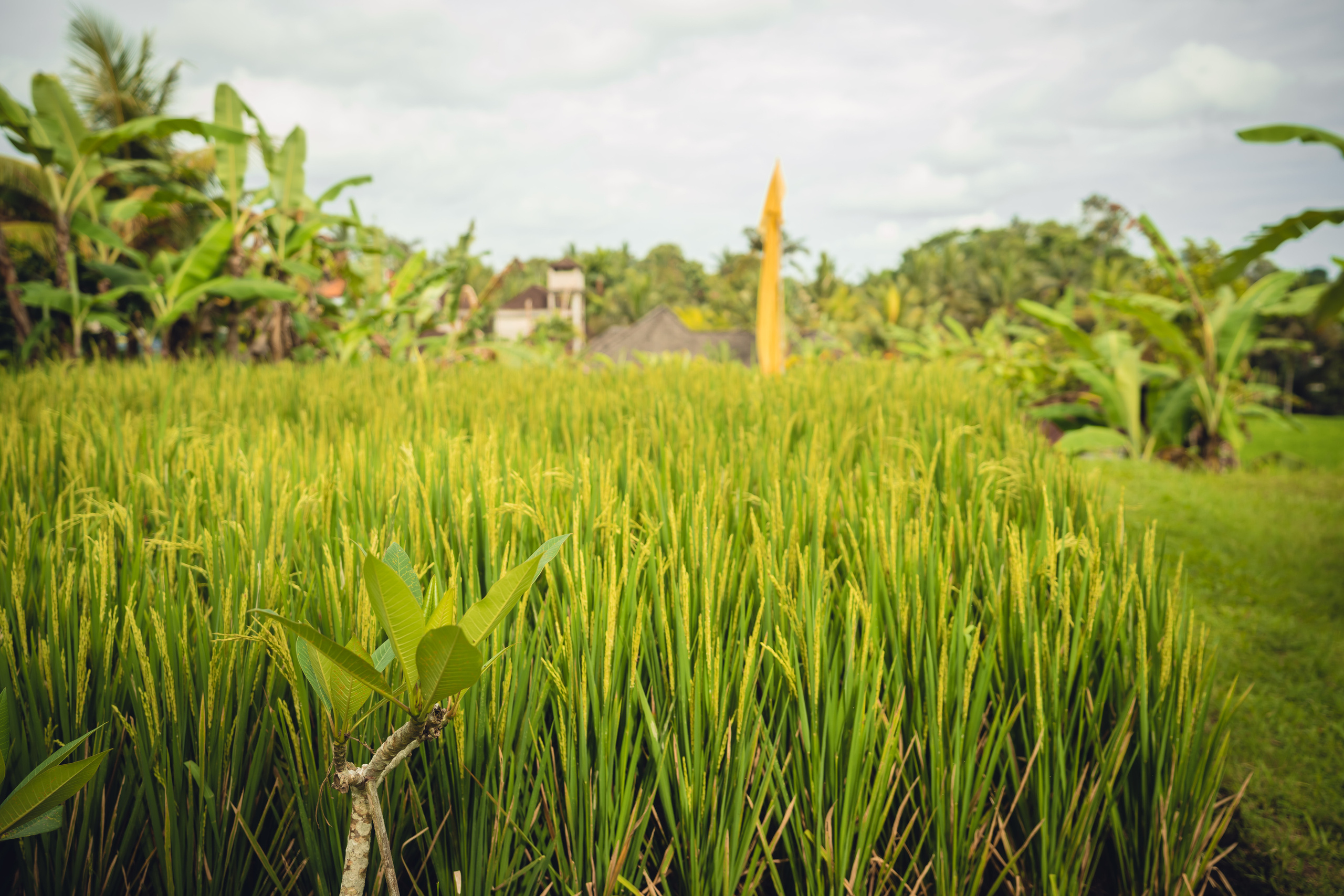 Бали. Фотографирую для себя, своей семьи и друзей!