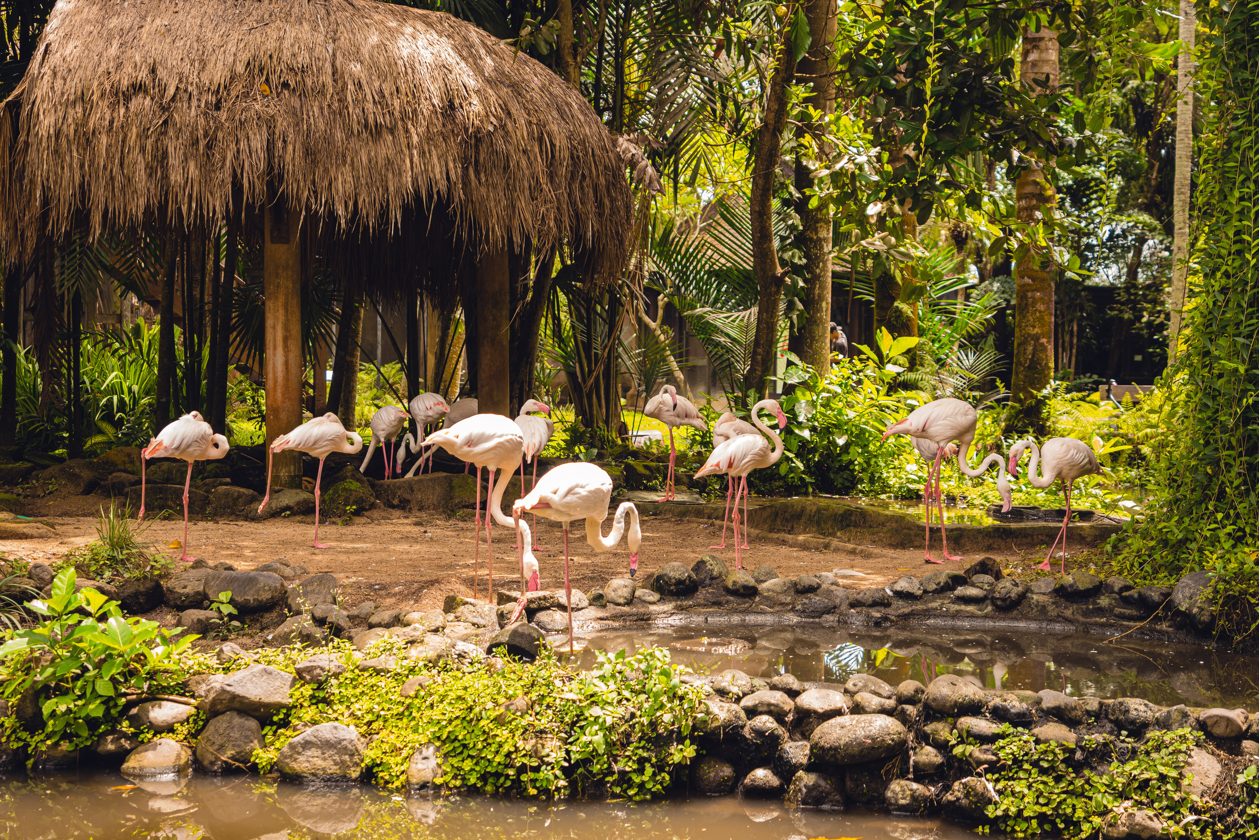 Бали. Фотографирую для себя, своей семьи и друзей!