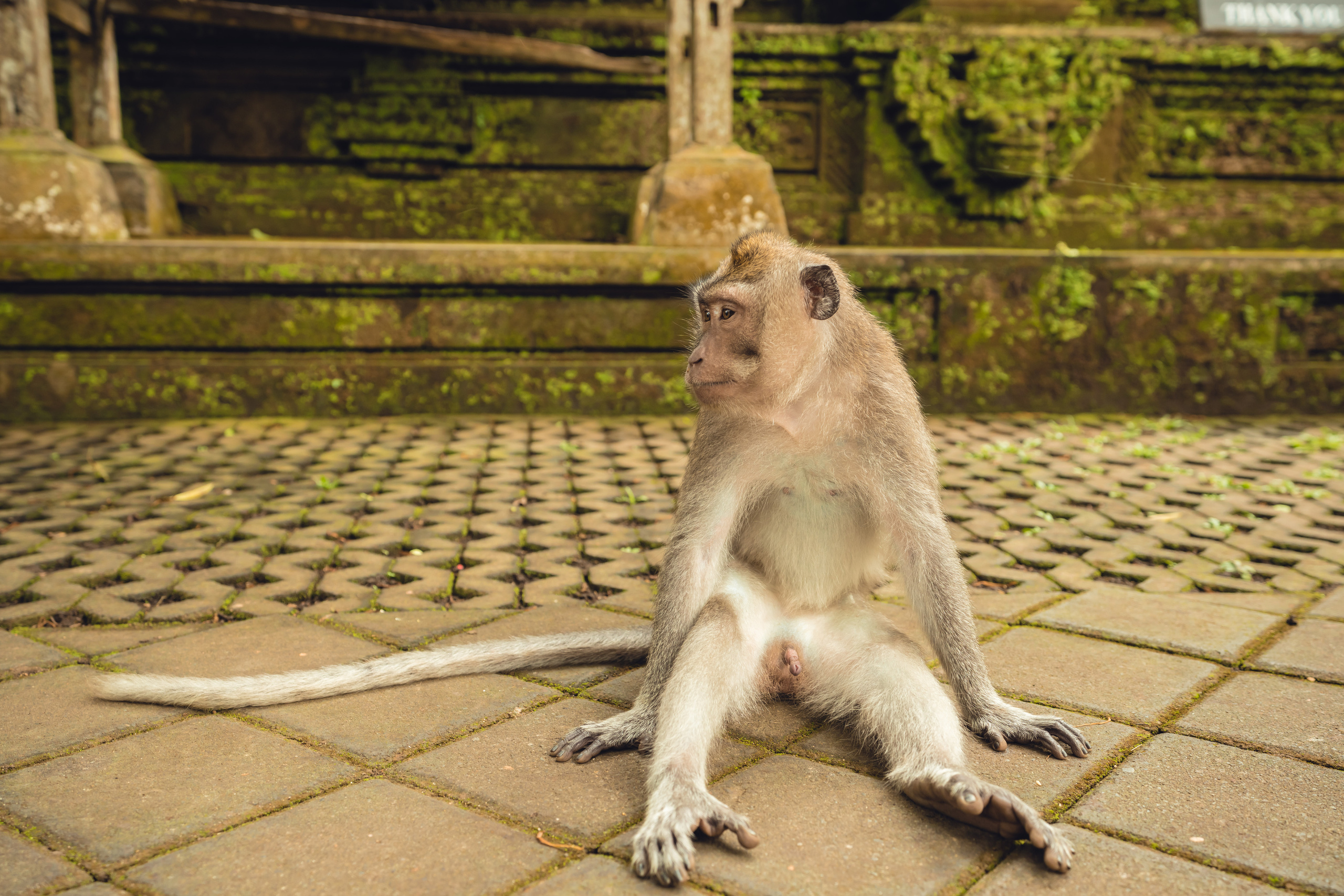 Бали. Фотографирую для себя, своей семьи и друзей!