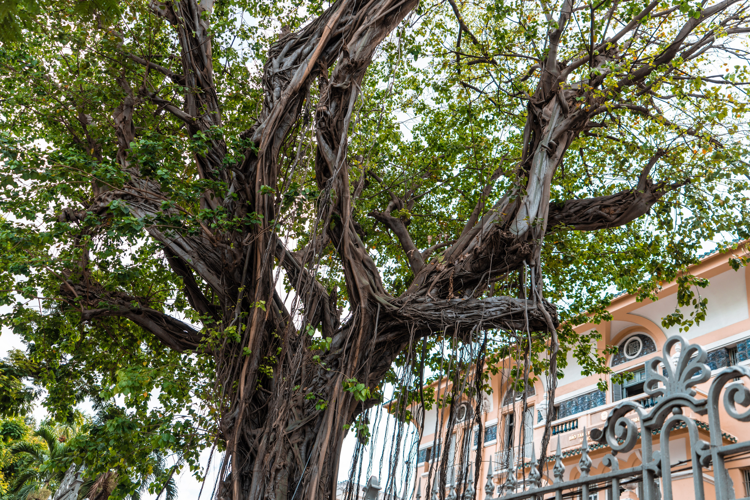 Хошимин. Фотографирую для себя, своей семьи и друзей!
