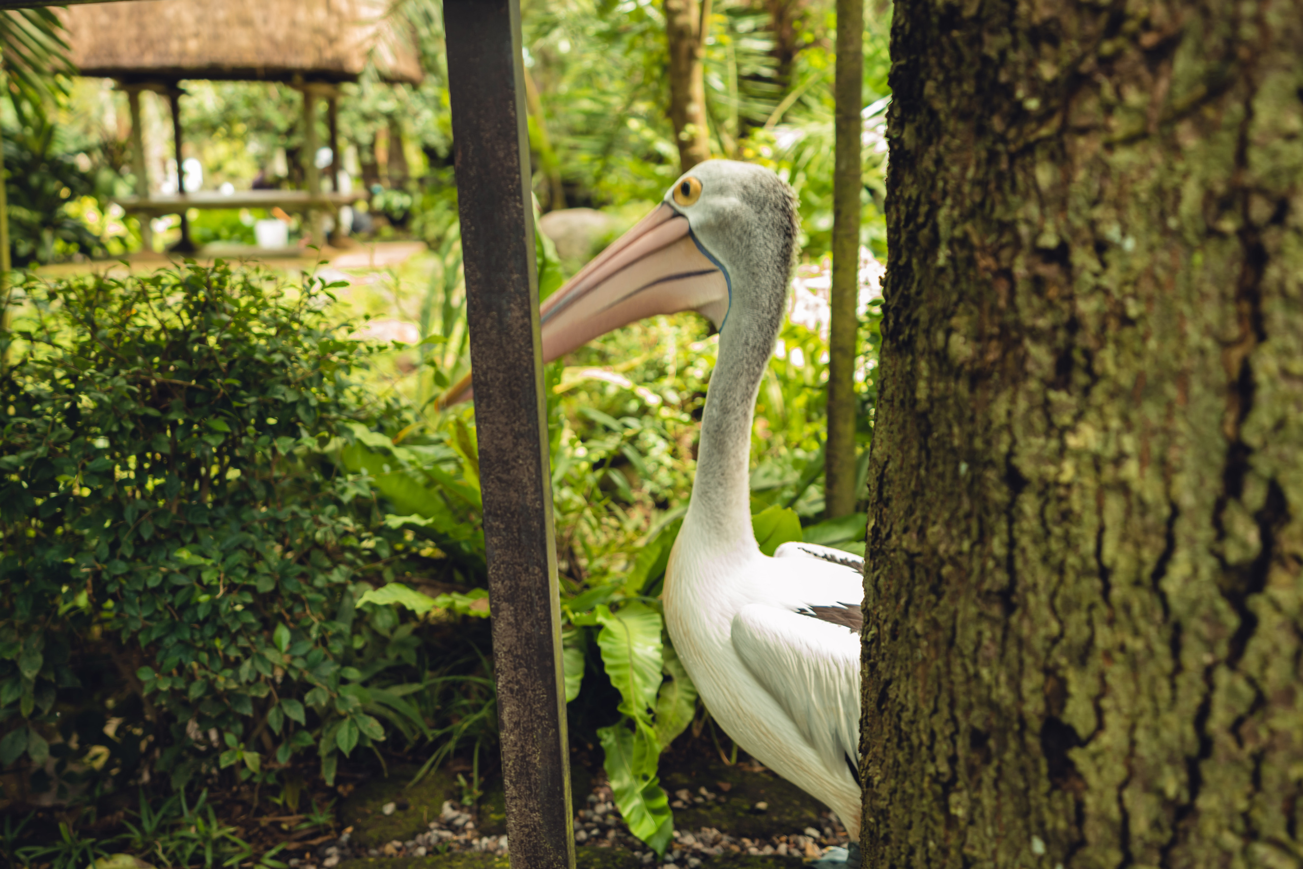 Бали. Фотографирую для себя, своей семьи и друзей!