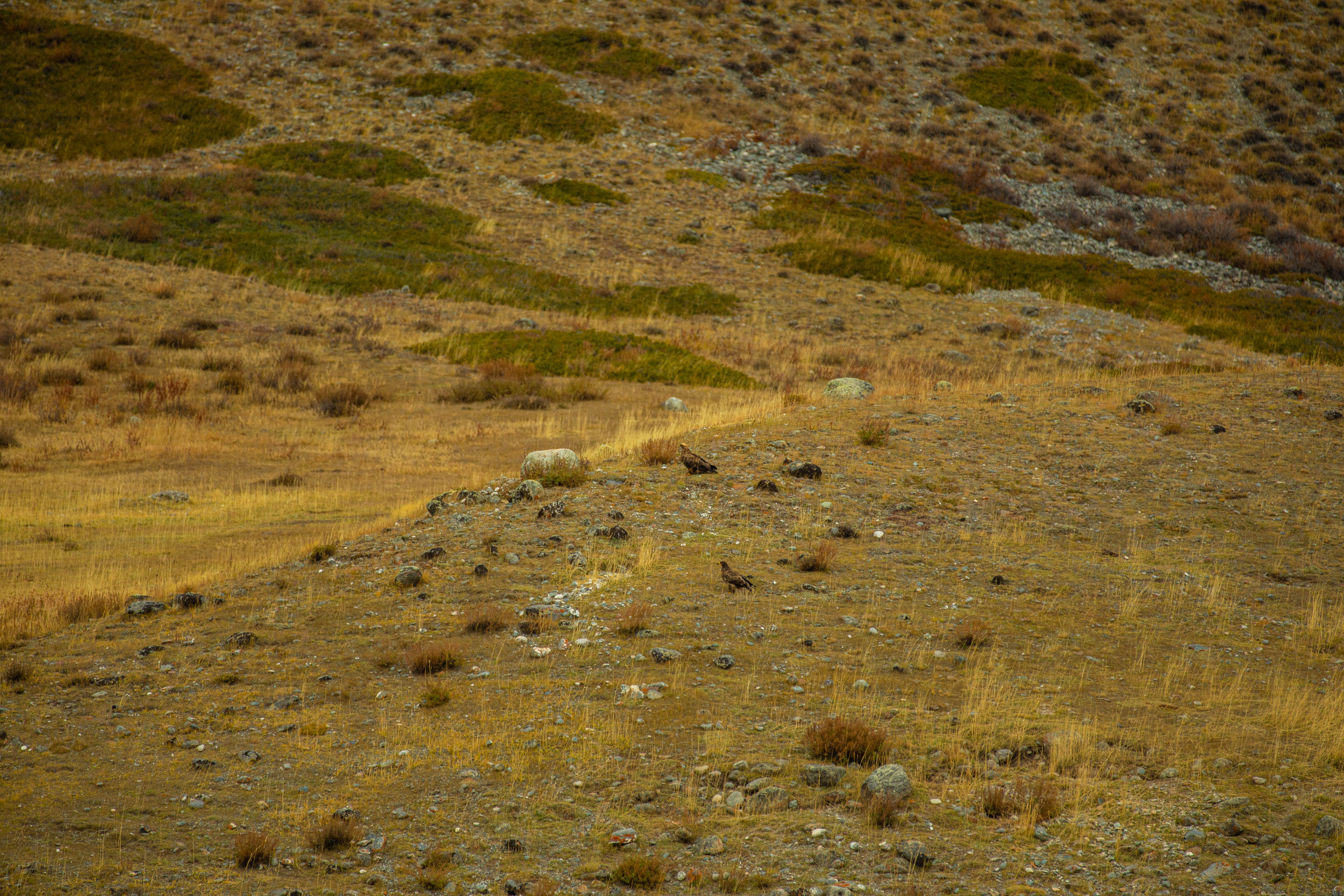 Алтай. Фотографирую для себя, своей семьи и друзей!