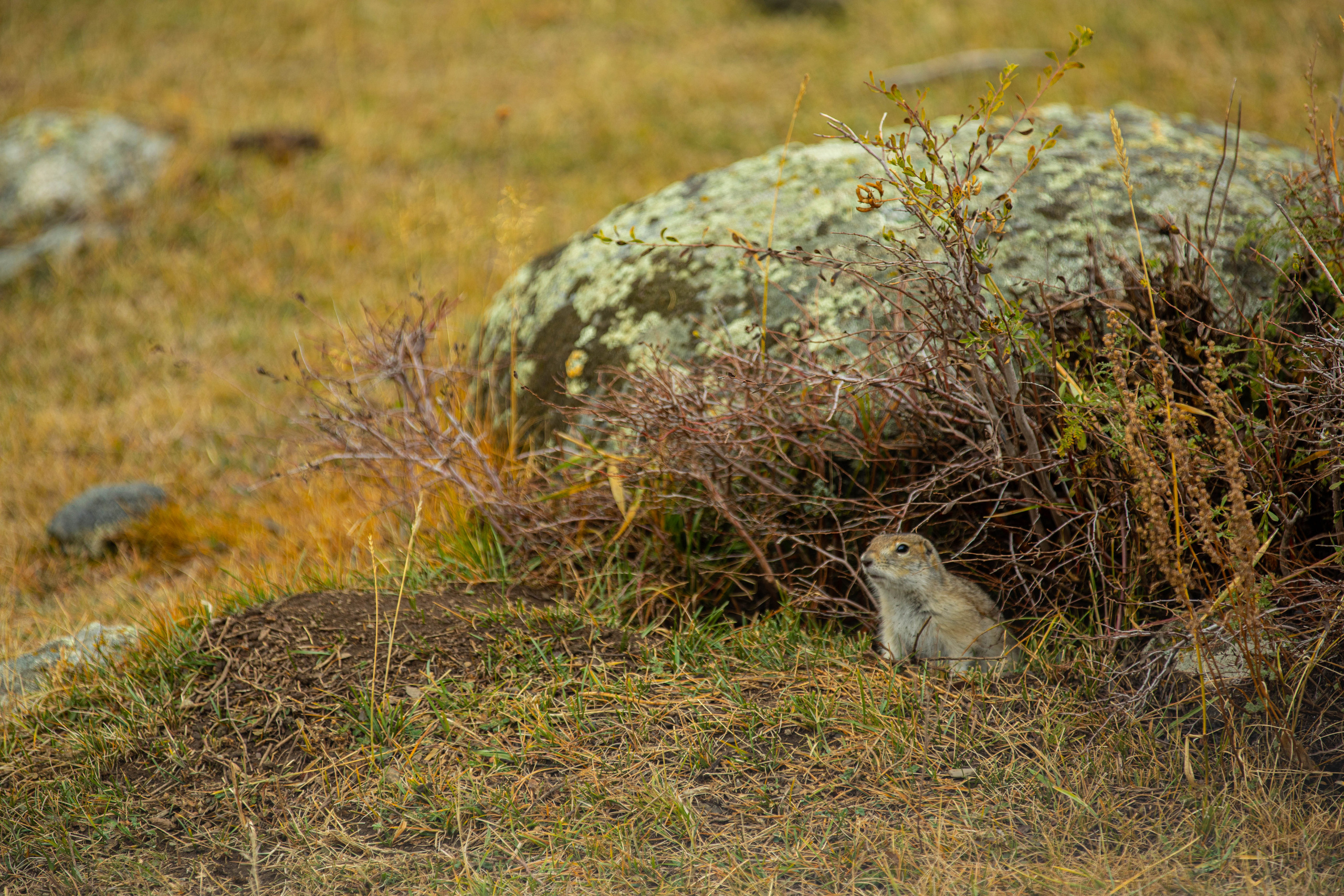 Алтай. Фотографирую для себя, своей семьи и друзей!