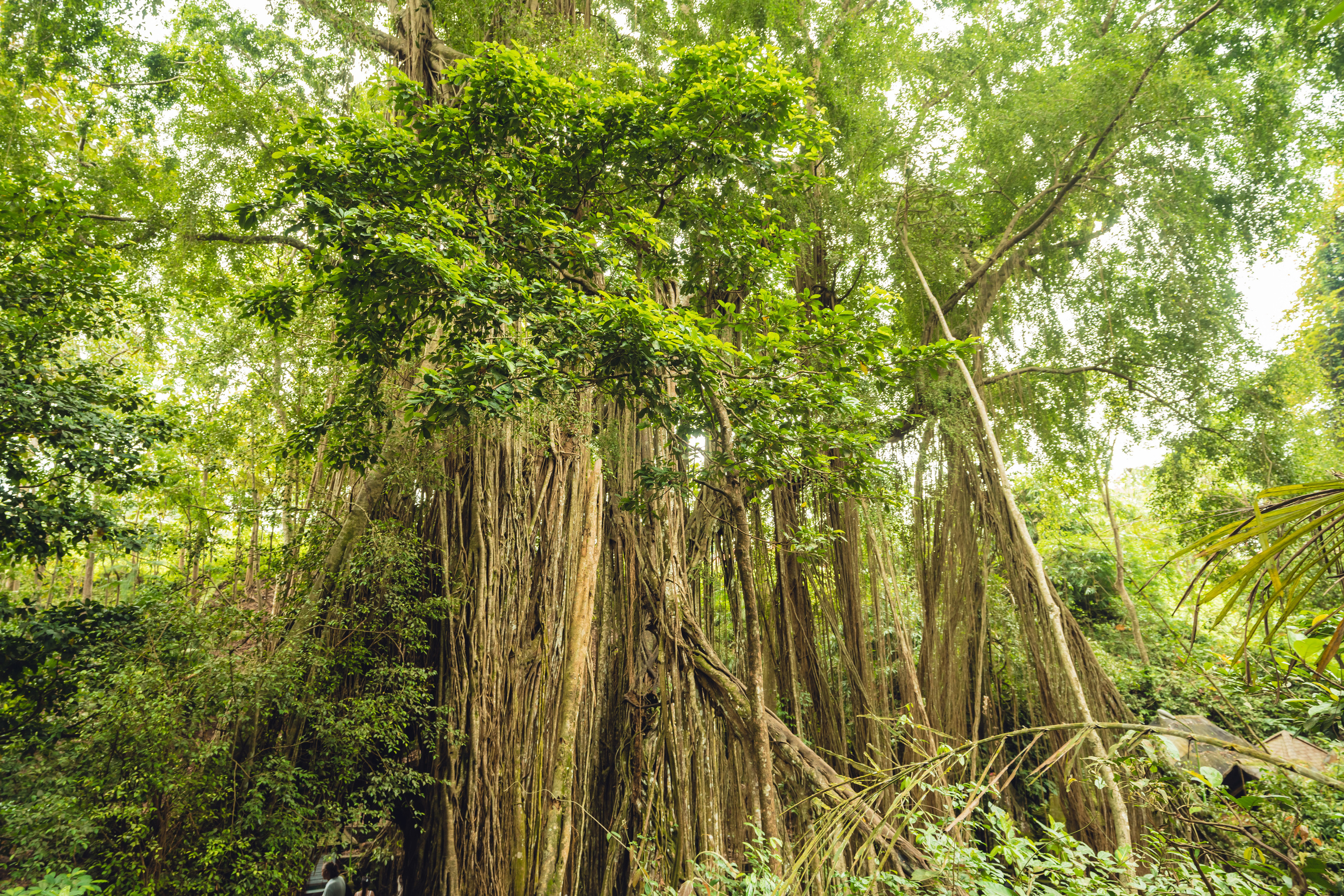 Бали. Фотографирую для себя, своей семьи и друзей!