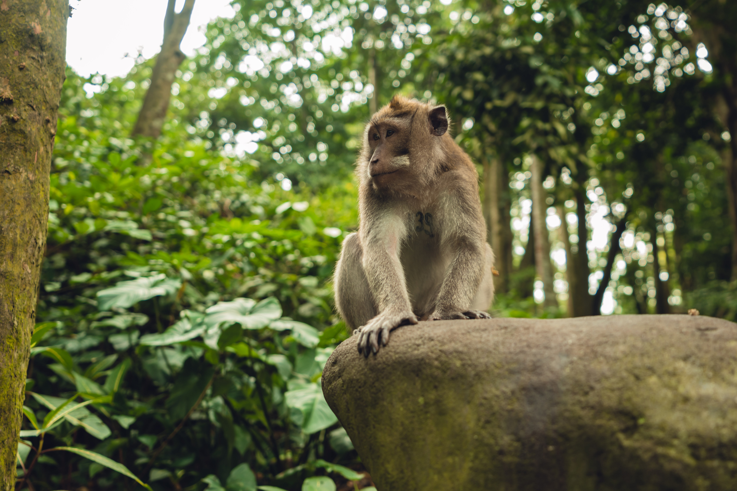 Бали. Фотографирую для себя, своей семьи и друзей!