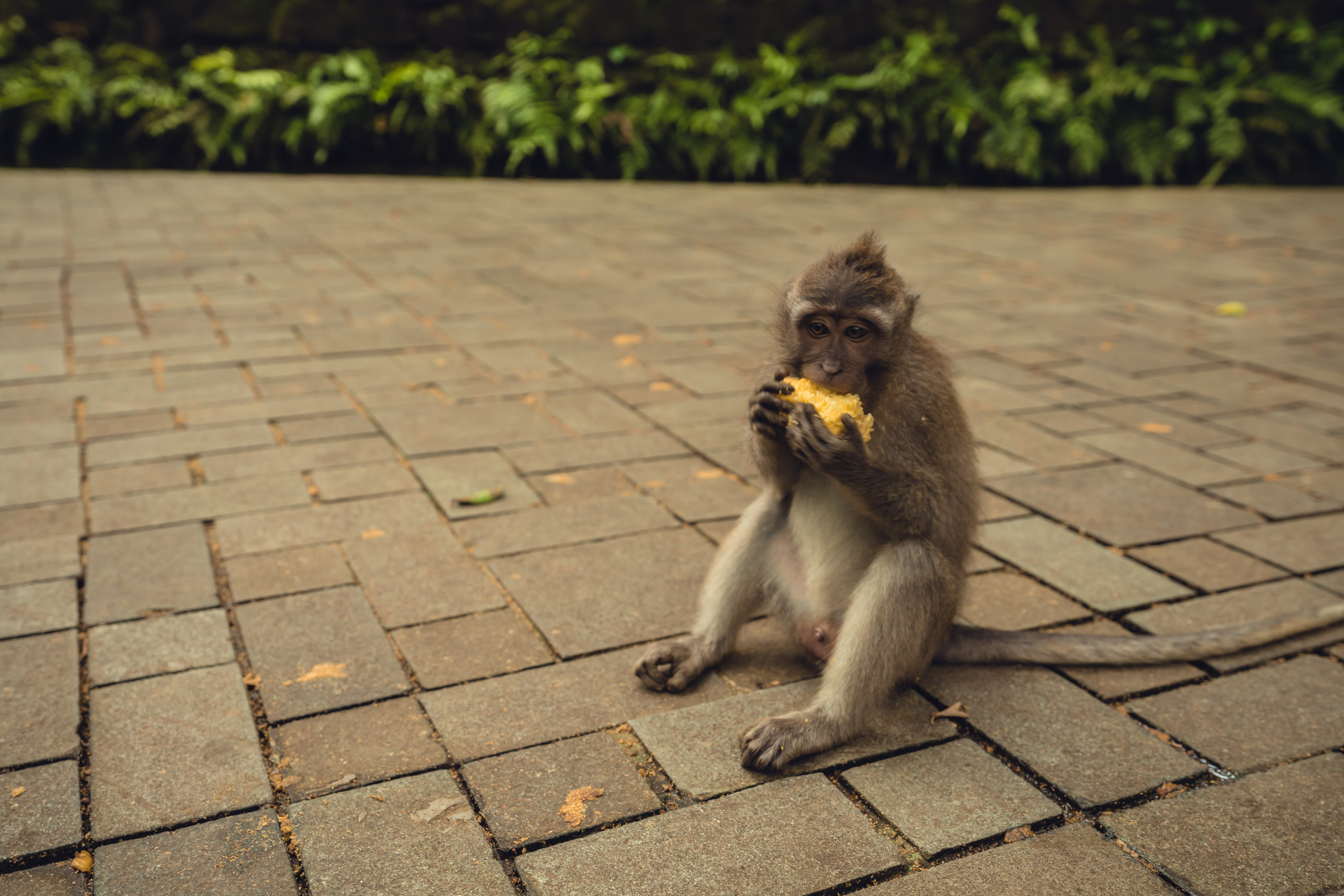 Бали. Фотографирую для себя, своей семьи и друзей!
