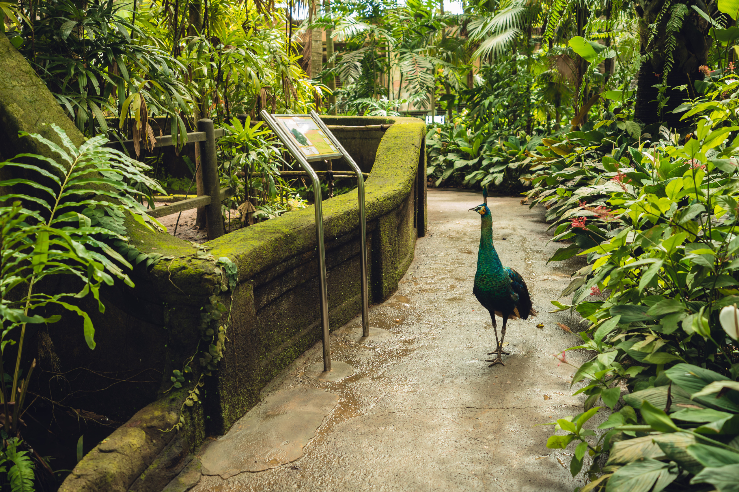 Бали. Фотографирую для себя, своей семьи и друзей!