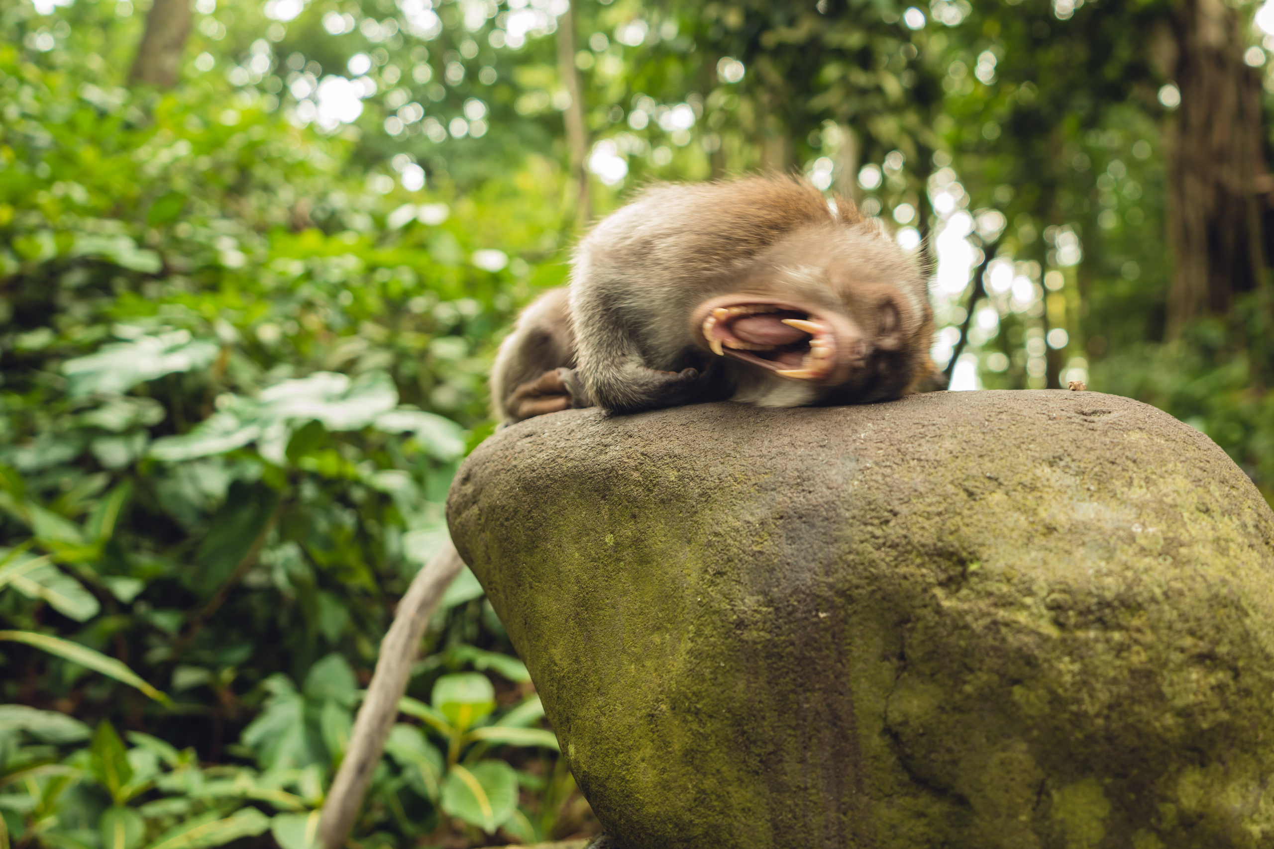 Бали. Фотографирую для себя, своей семьи и друзей!