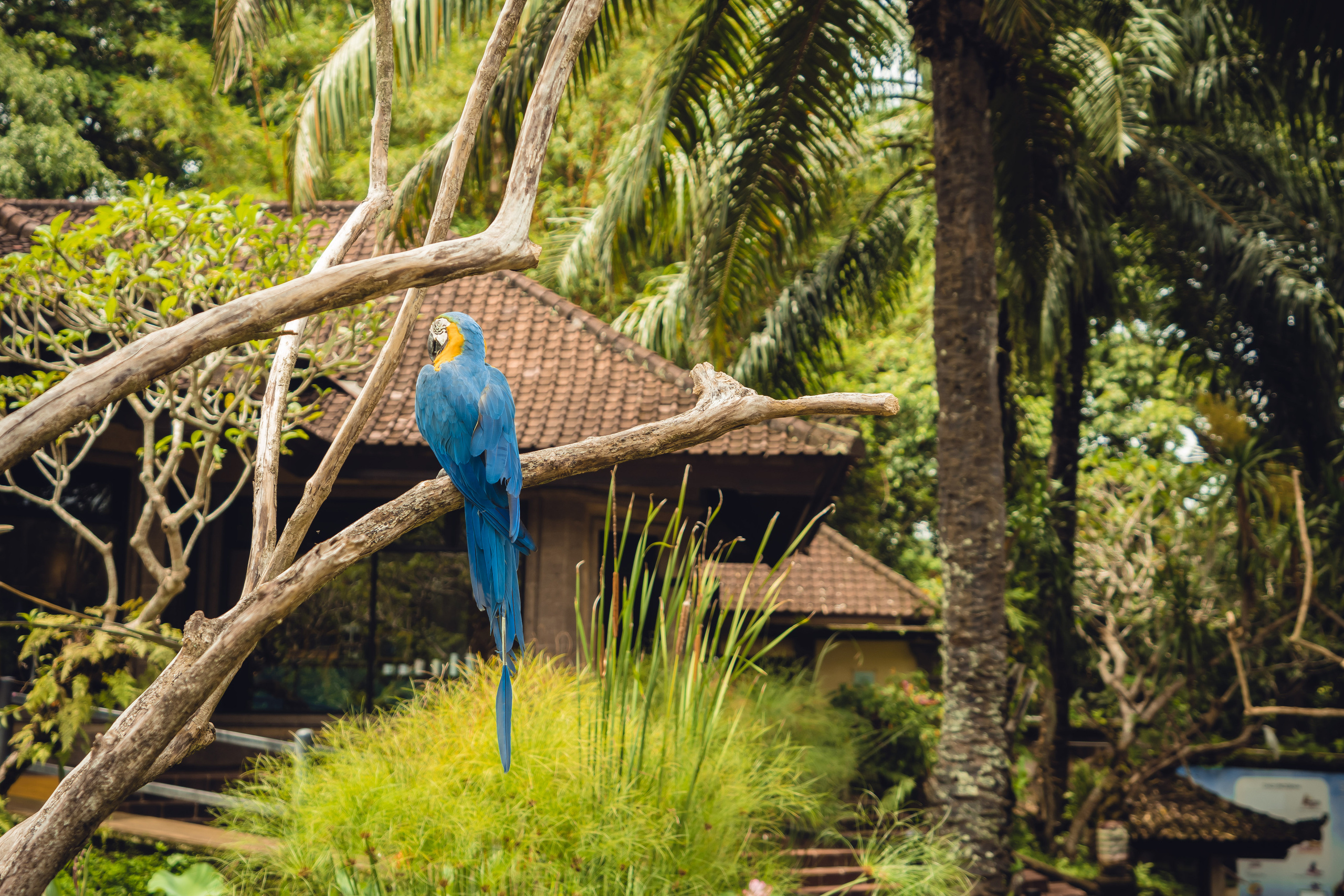 Бали. Фотографирую для себя, своей семьи и друзей!