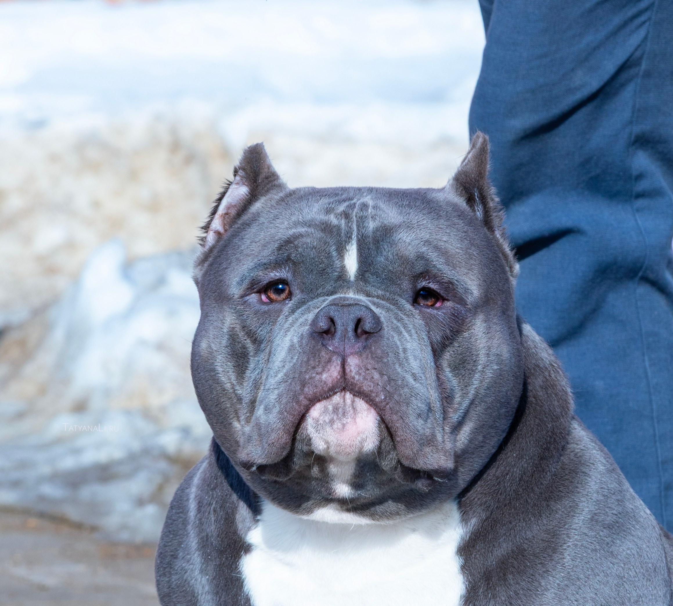 Американский булли. Фотограф — анималист Татьяна Ли