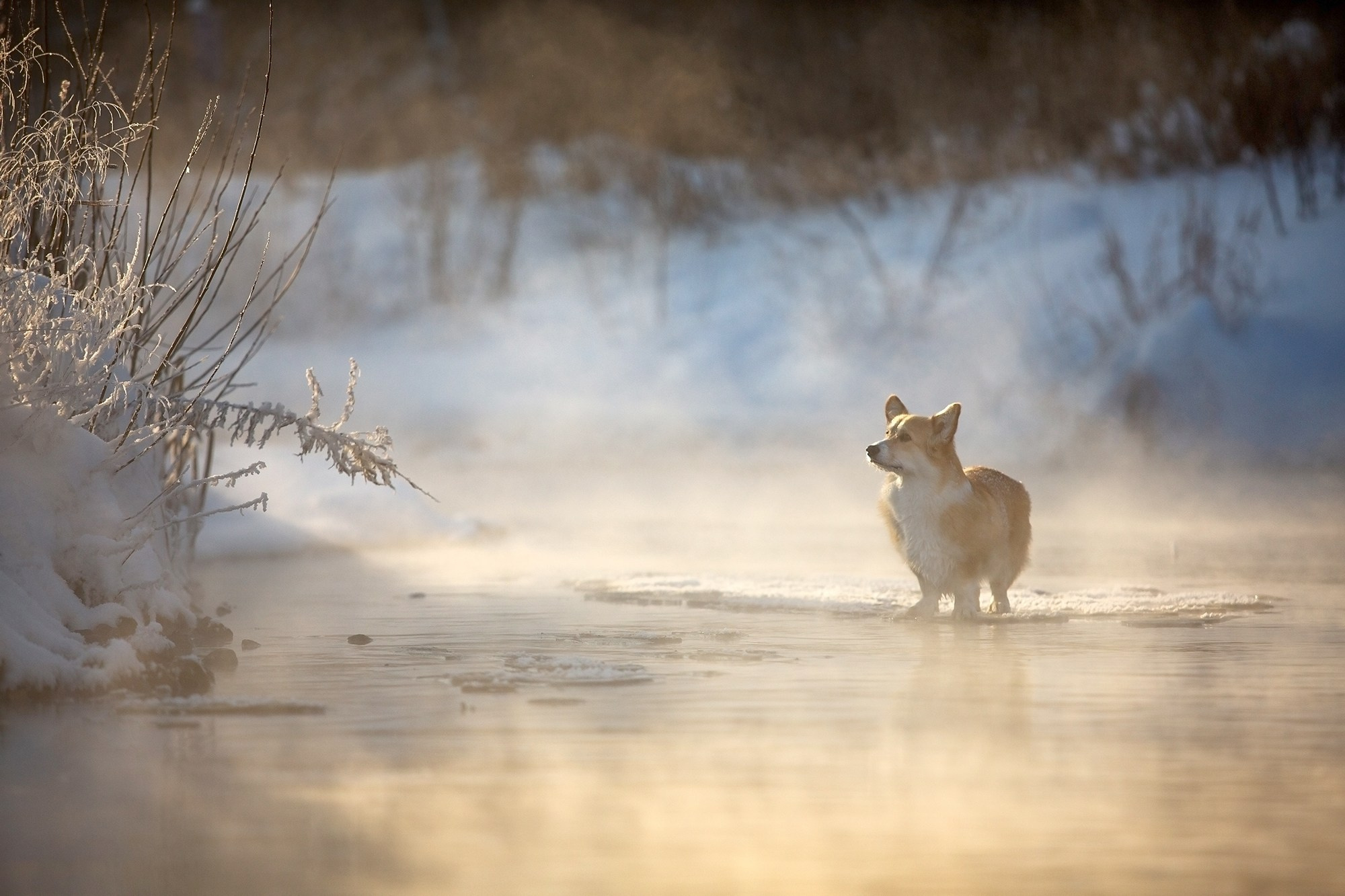Собаки. Фотограф-анималист Юлия Удовенко