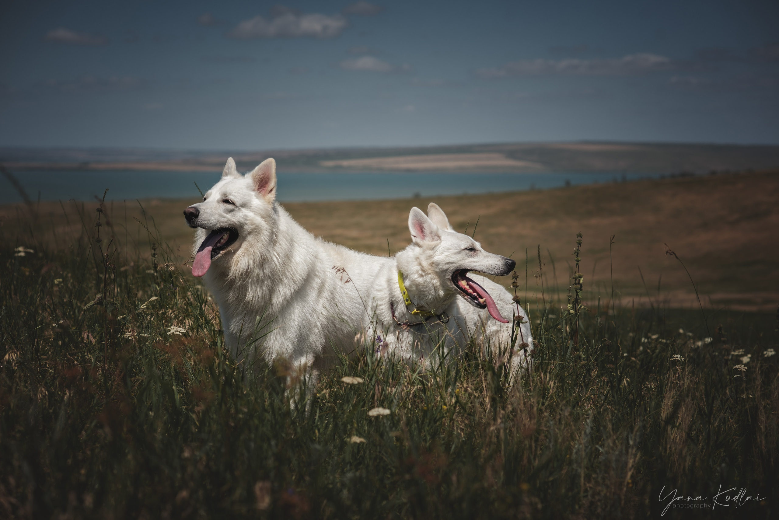 Одно солнечное утро. Фотограф анималист Ставрополь Яна Кудлай