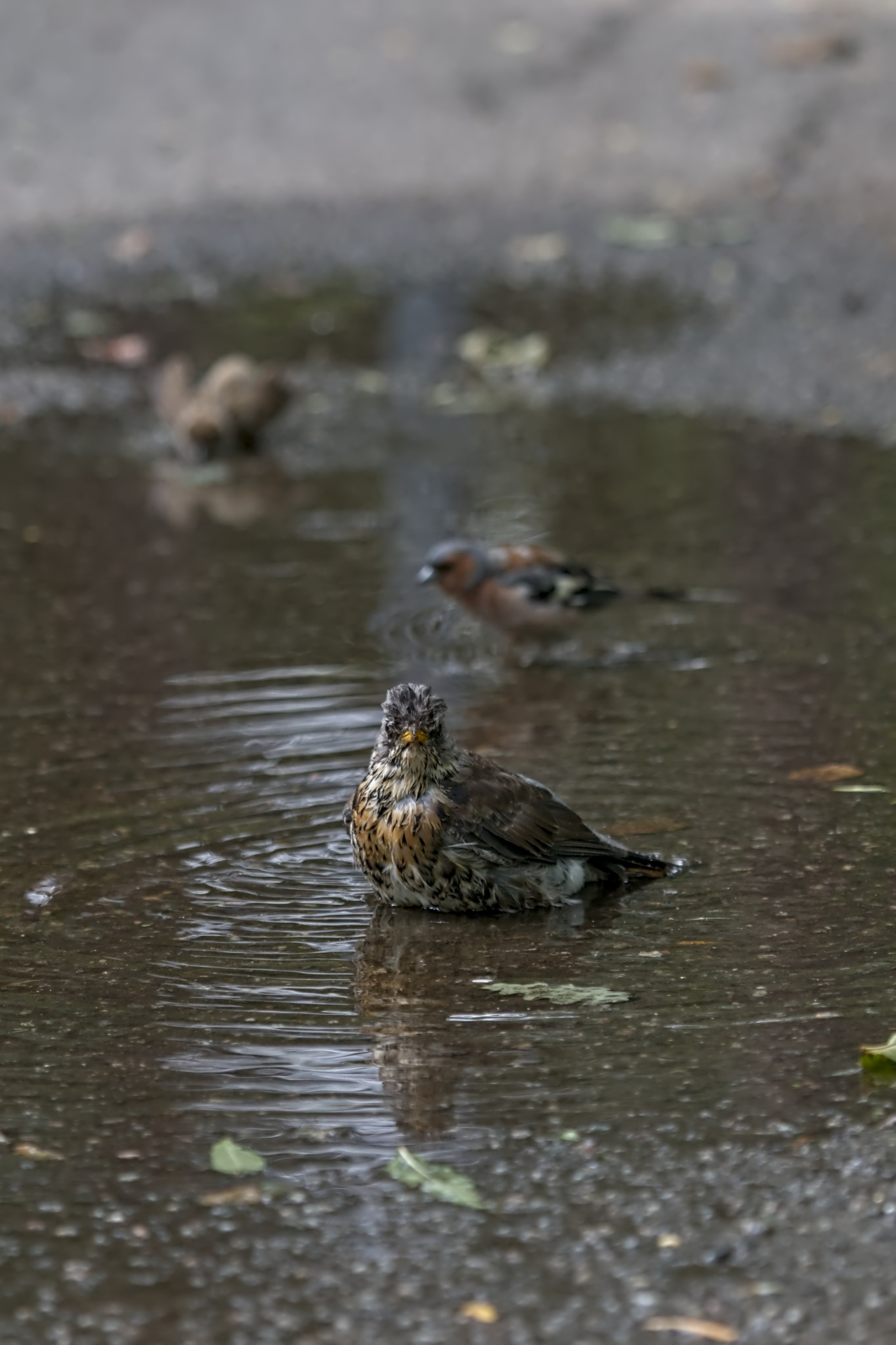 Птицы (Aves). Someone from Russia aka RUS147