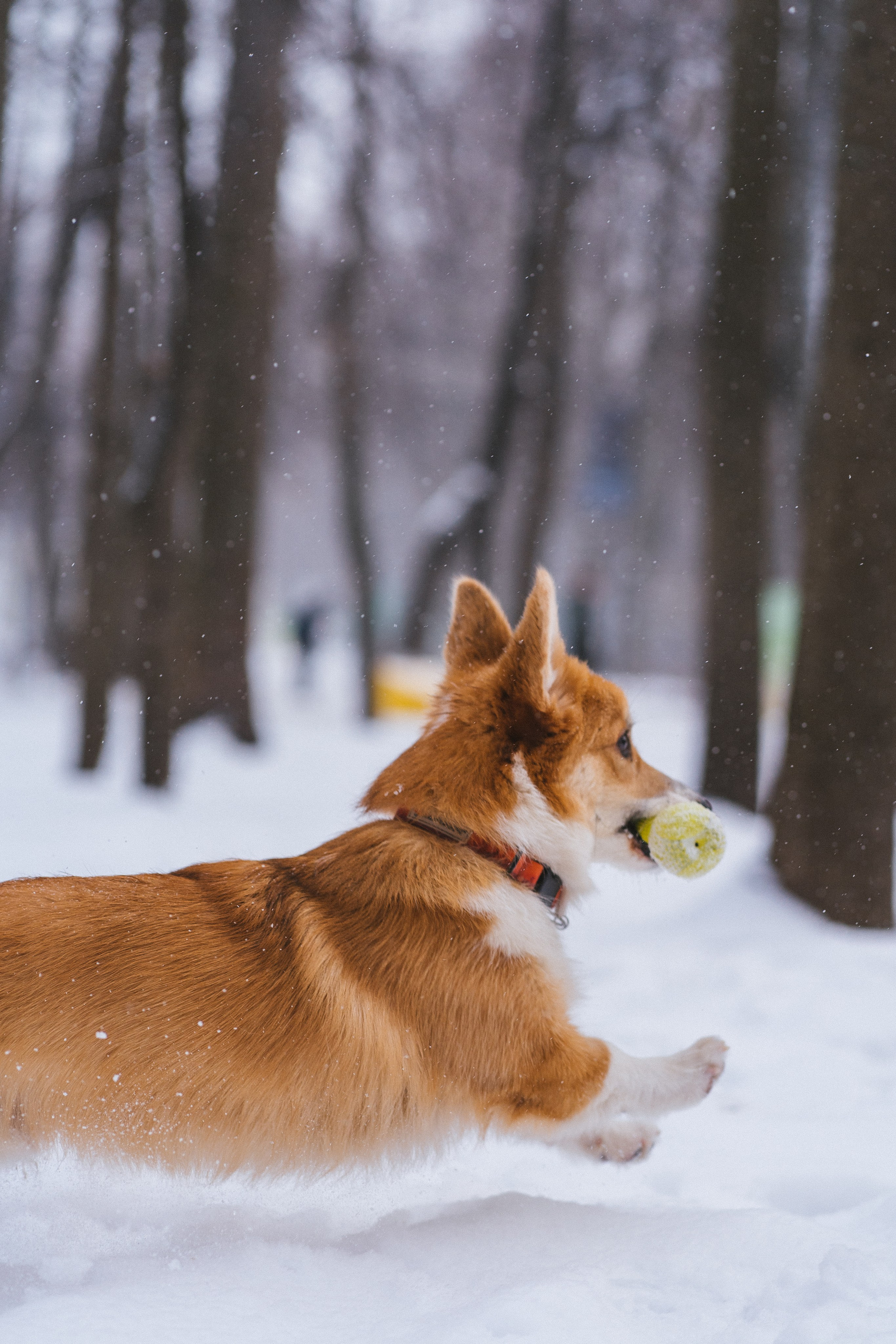Агата и Лайк. Свадебный фотограф в Москве Анна Полушина